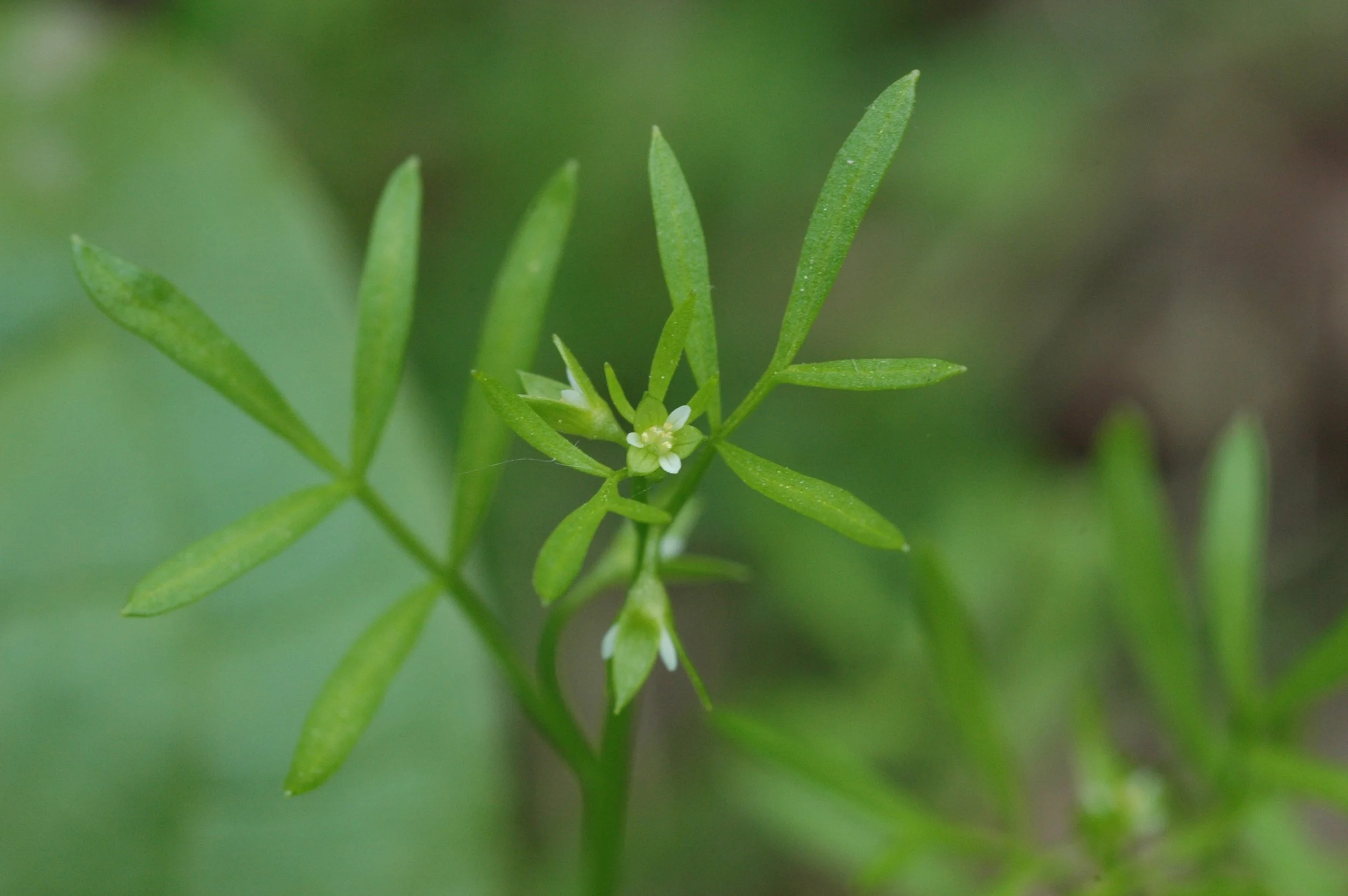 Walk with Nature - Native Flora in Spring