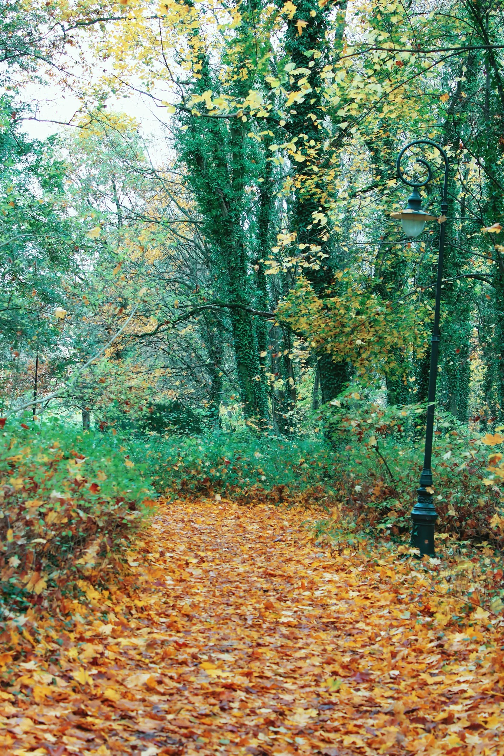 Fall Colors Walk