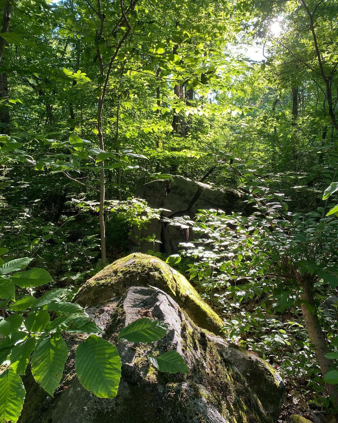 A Summer Solstice Forest Bathing Retreat