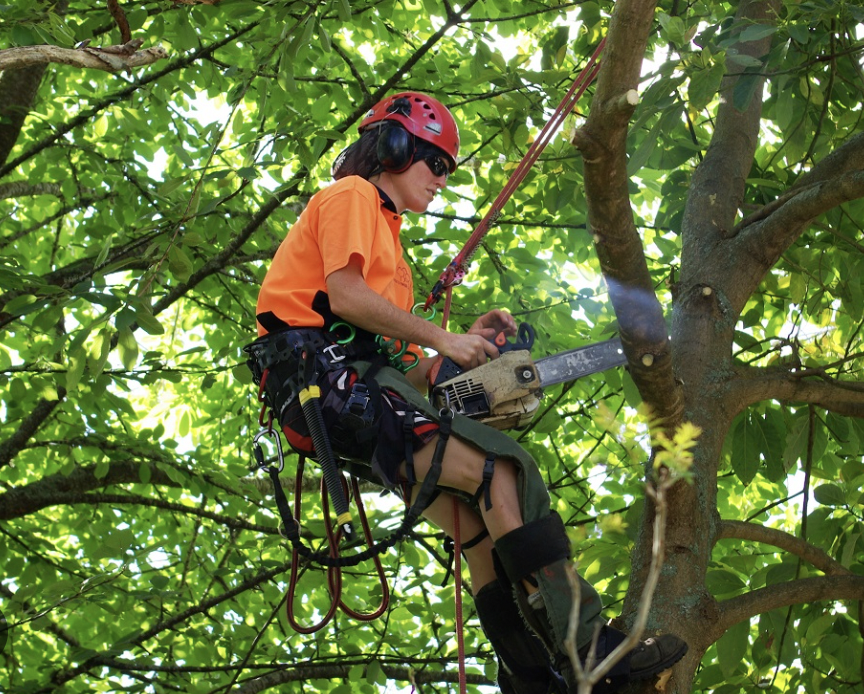 Arborist - Huntsville Tree Care