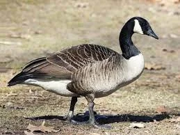 Canada Geese