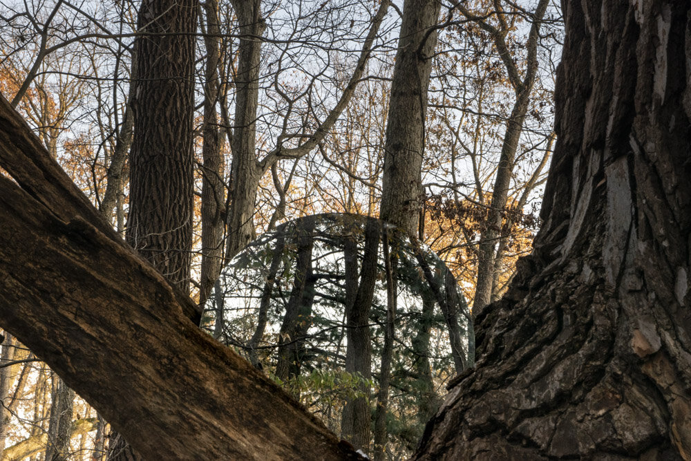 jazele_tree4_8x10.jpg