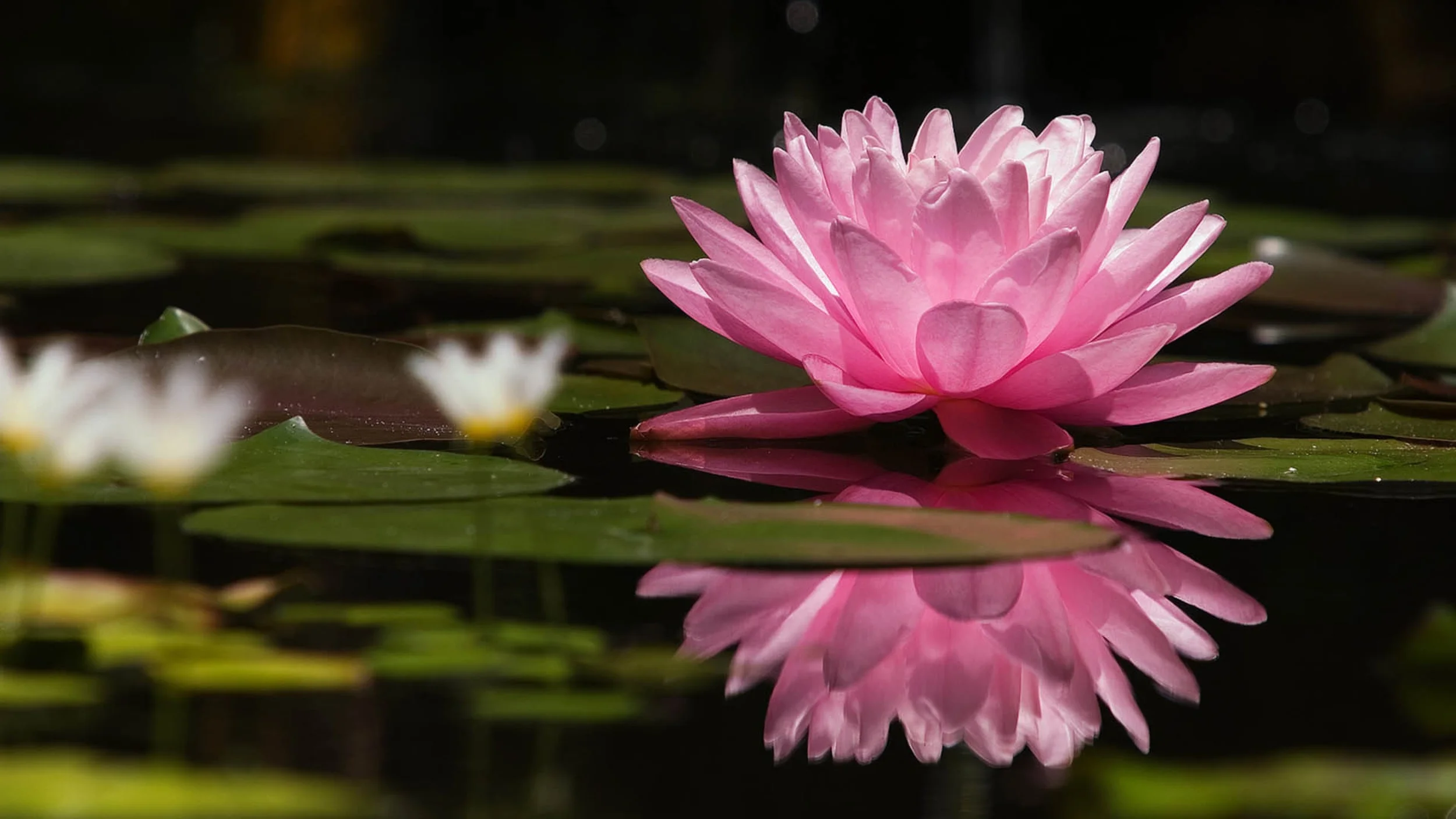 lotus.jpg