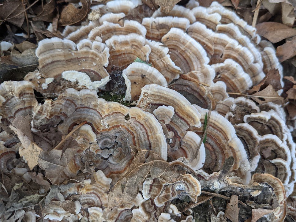 turkeyTail-4.jpeg