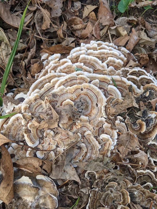 turkeyTail-3.jpeg
