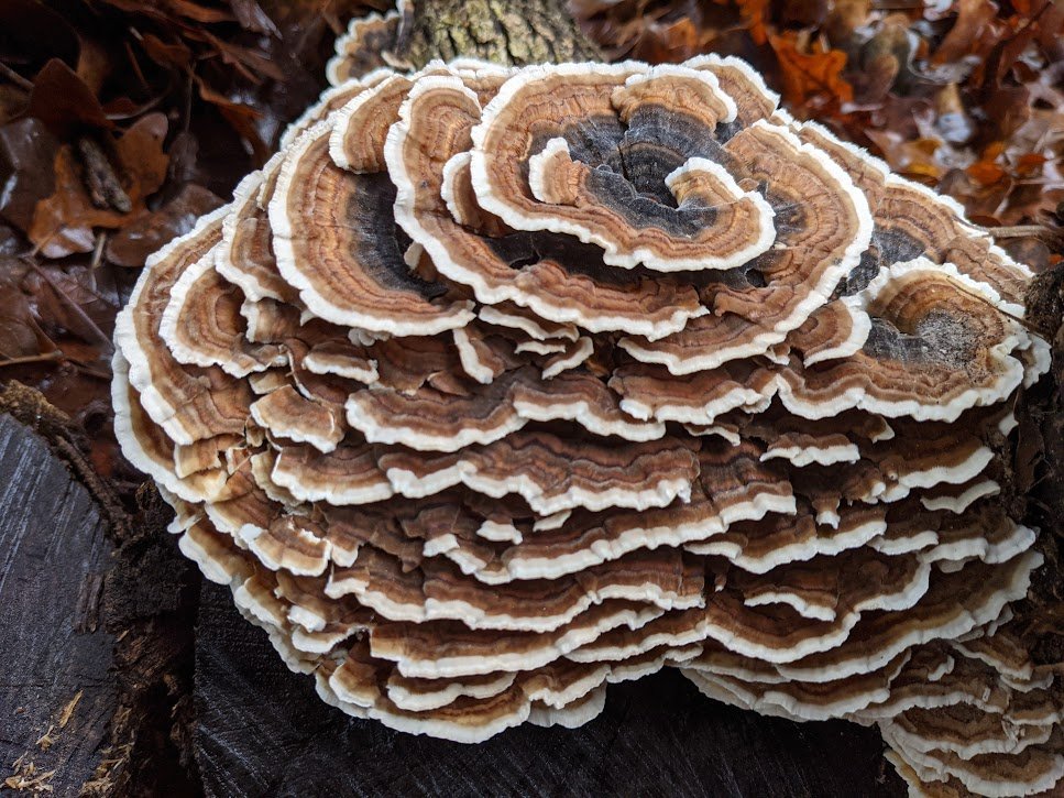 turkeyTail-2.jpeg