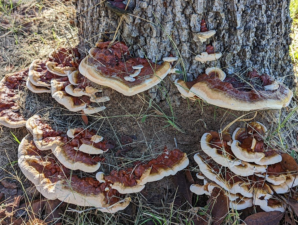 largeReishiOnTree-Houston.jpeg