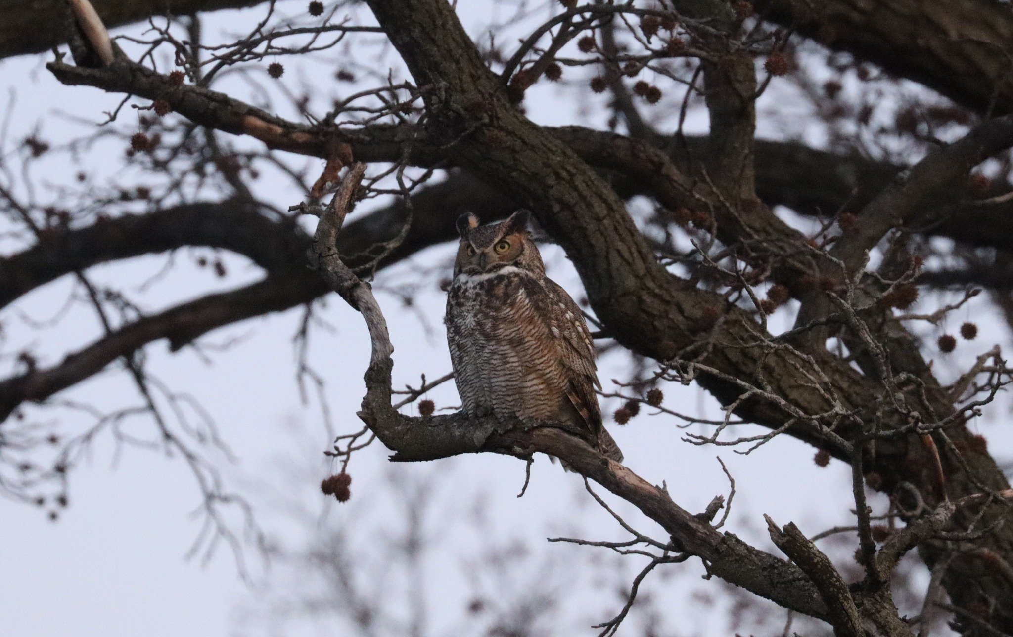 Charles in a Sweetgum, February 13, 2024.jpg