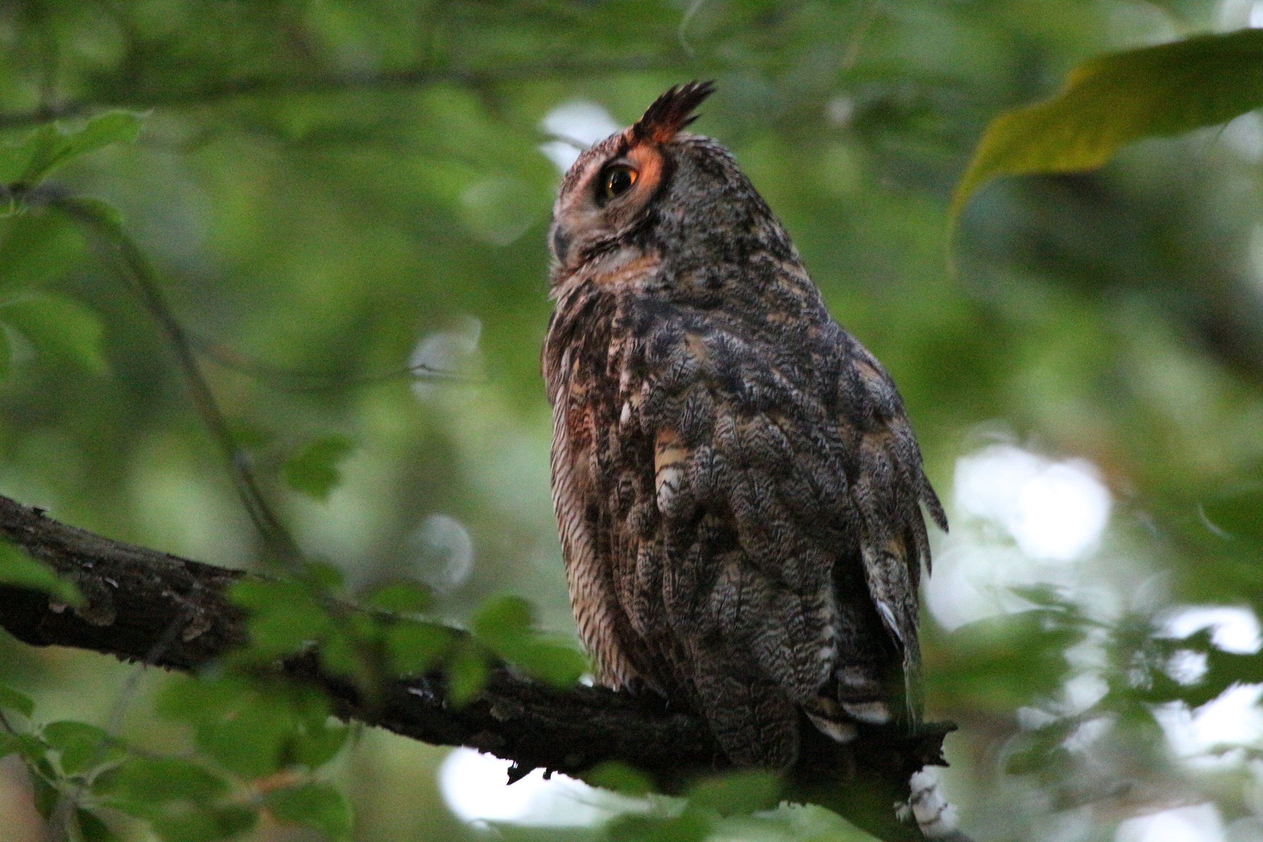 Charles, male Great Horned Owl, Forest Park, 6-7-2017.JPG