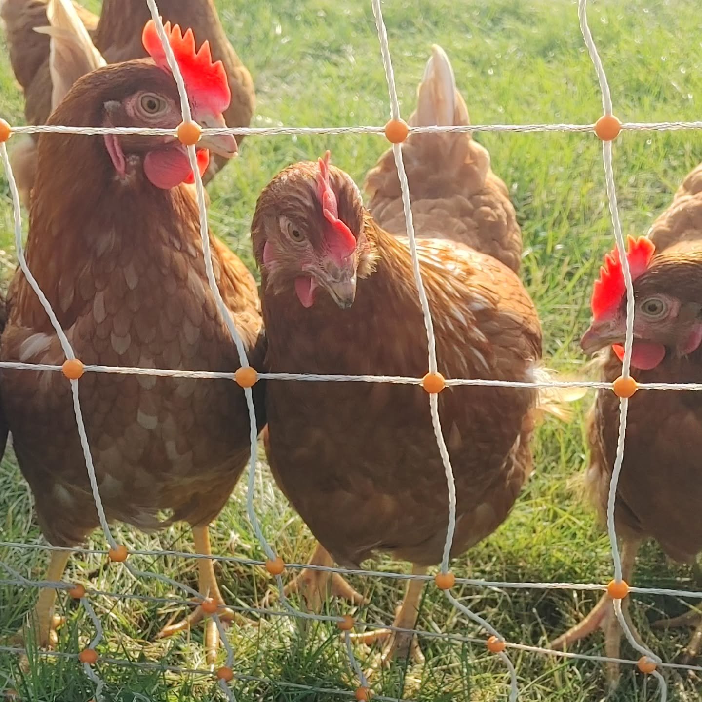 Chickens just because.