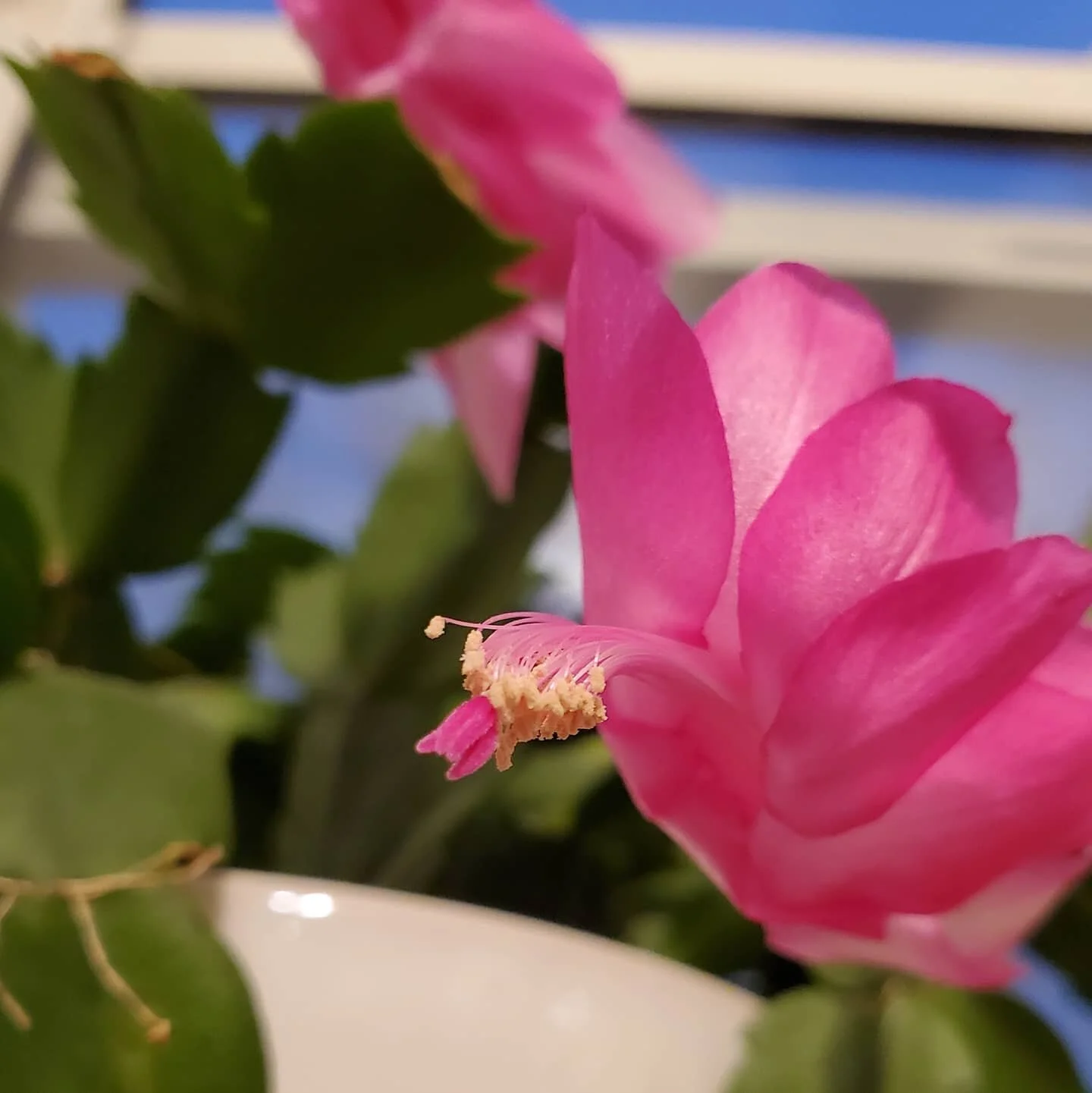 Pretty pumped that our Christmas Cactus, albeit a little late, decided to bloom.