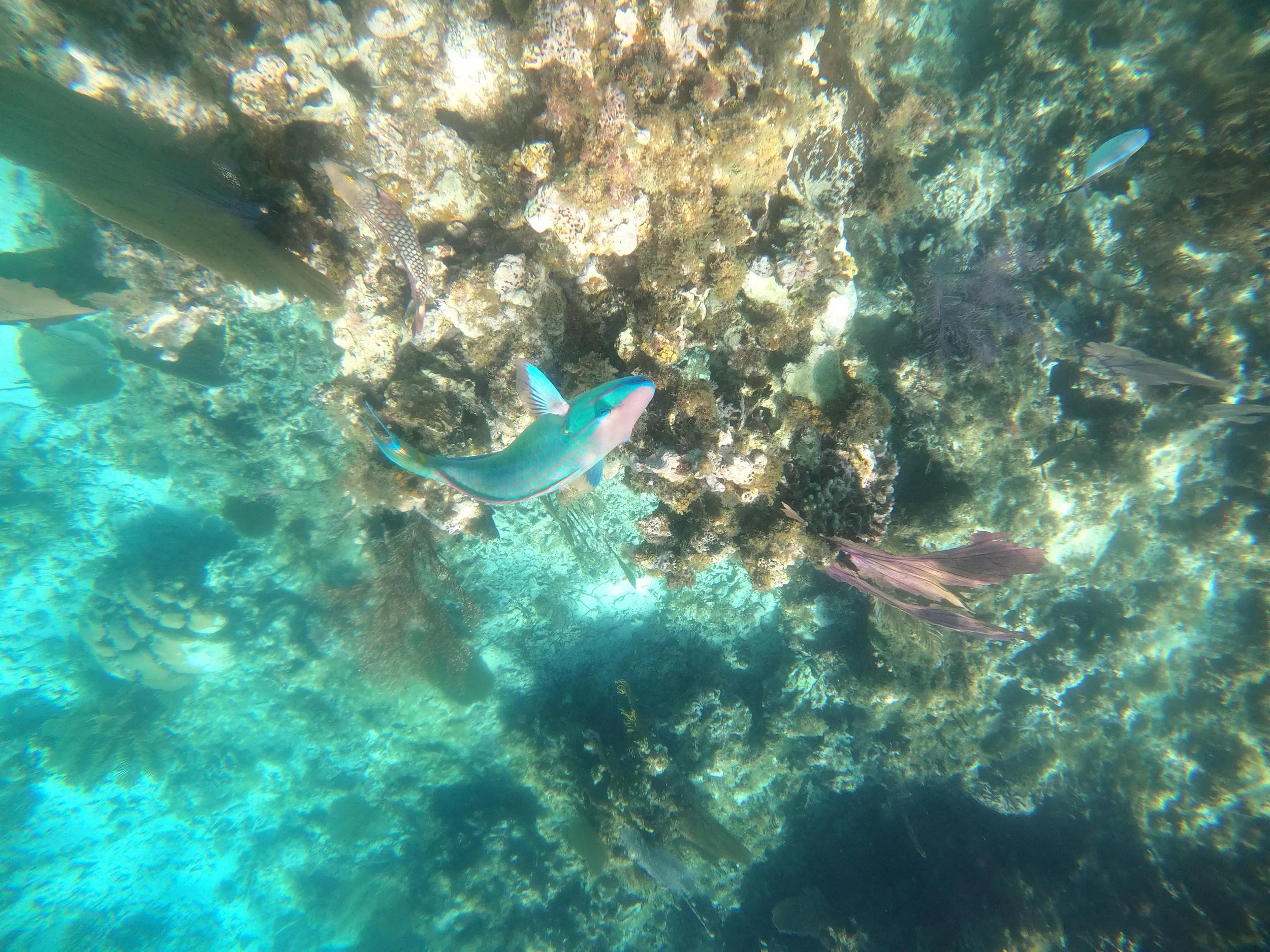 Underwater scene showing various fish swimming near coral reefs and rocks from the Coral Gardens in Caye Caulker.