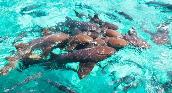 A large group of sharks swimming in clear blue water.
