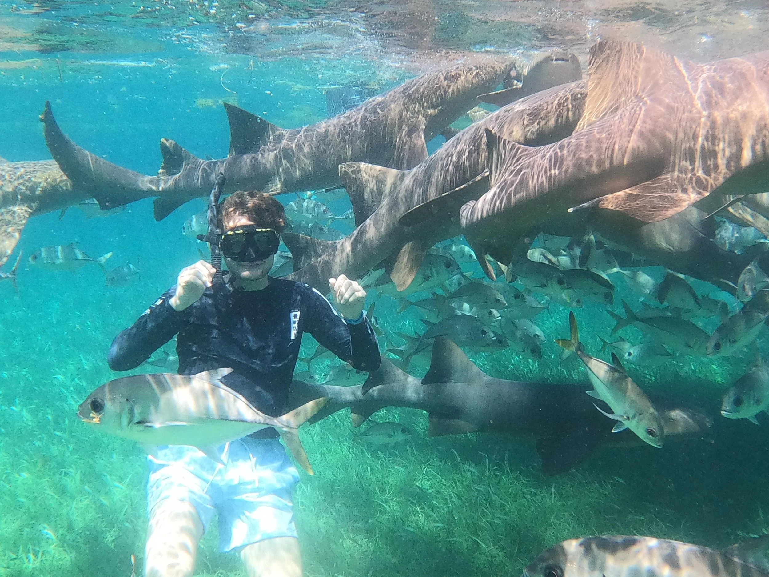 Person snorkeling underwater surrounded by various fish and a large shark at Shark & Ray Alley.