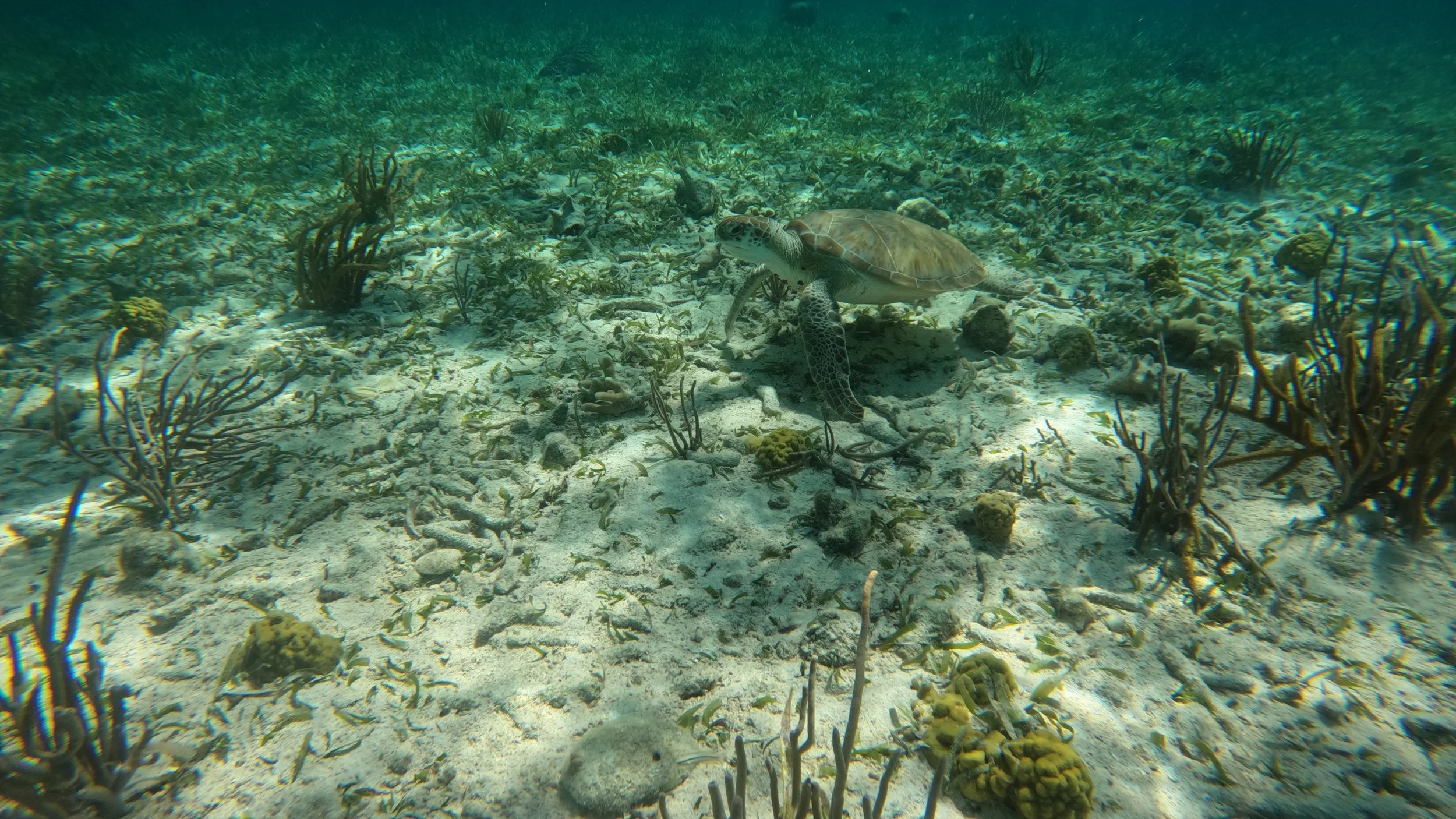 A sea turtle swimming over a coral reef with various rocks and marine plants.