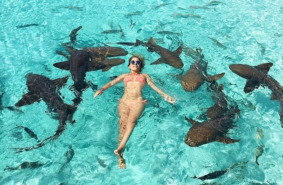 A woman in a pink bikini and sunglasses floating on her back in a pool surrounded by several large sharks.