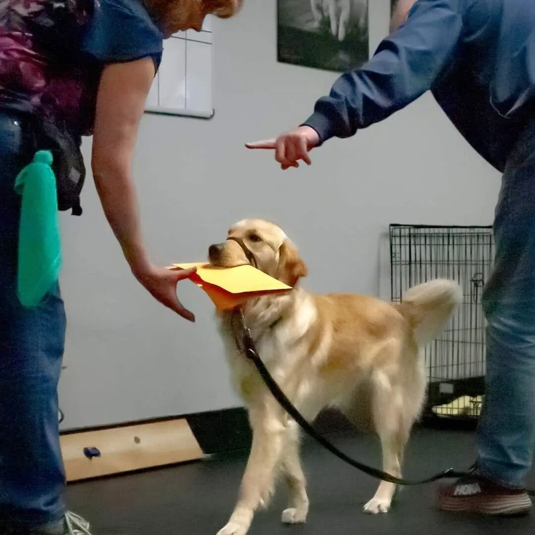 Another fantastic photo of Moxie Delivering durning class taken by #Bigfootpetphotograph 
#jlad #thejoysofliving #joydogs #dogs #dogtraining #servicedogs #assistancedogs #workingdogs&nbsp; #puppytraining #puppylove #puppy 
#lab puppy #labs #blackdogs