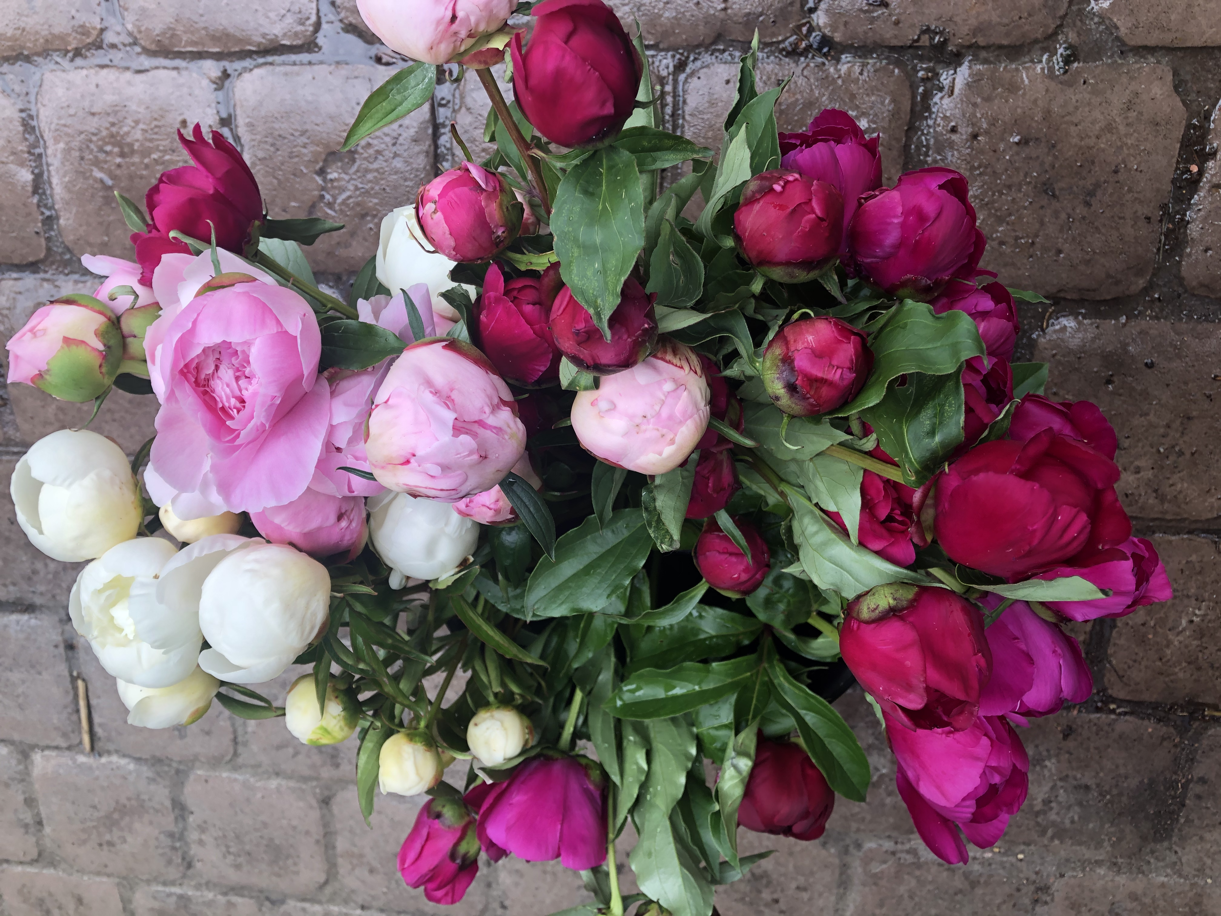 A colorful bouquet of pink, red, and white peonies with green leaves, placed against a brick wall background.