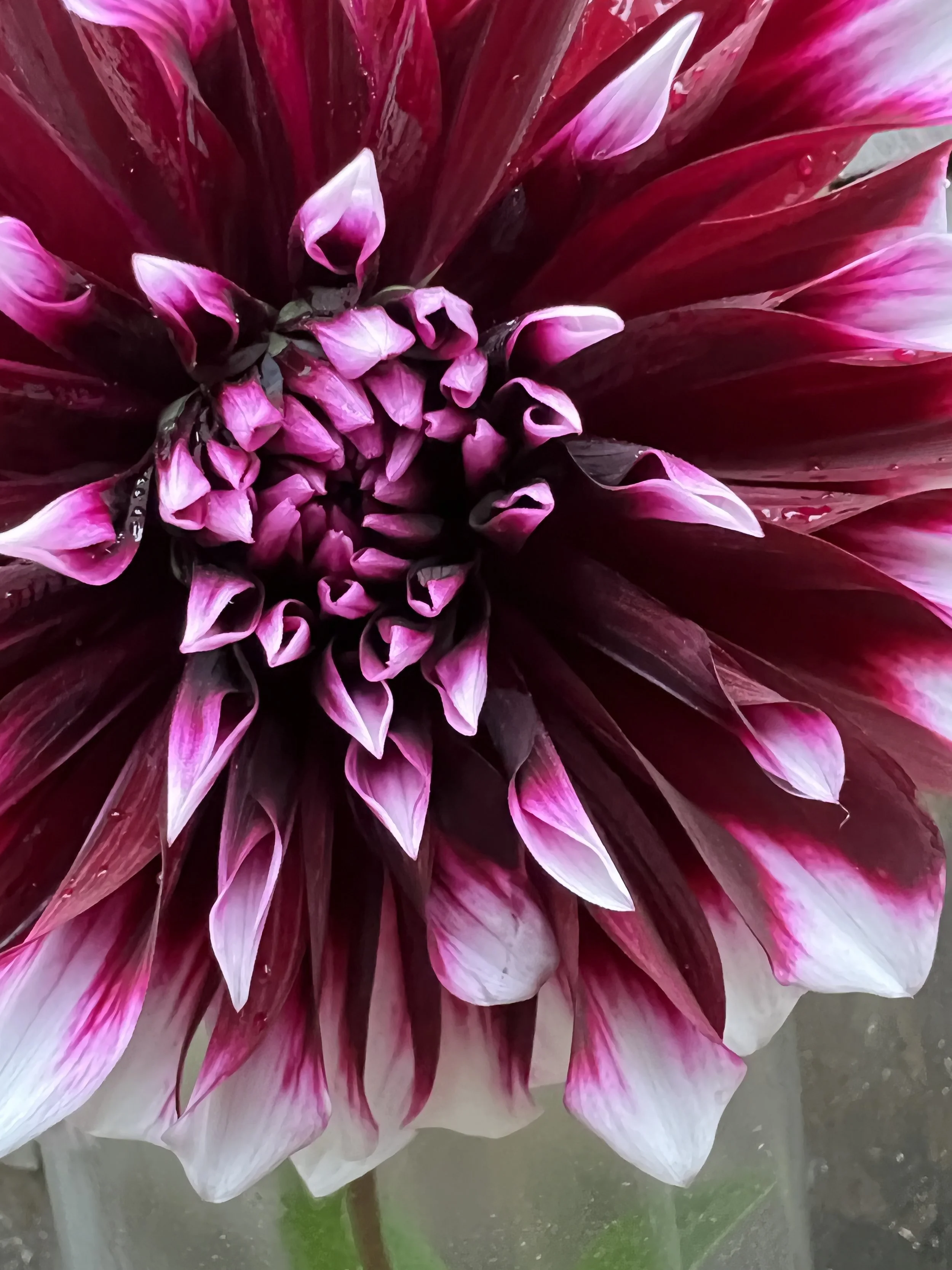 Gerrie Hoek — FREEPORT DAHLIAS at Perseverance Farm