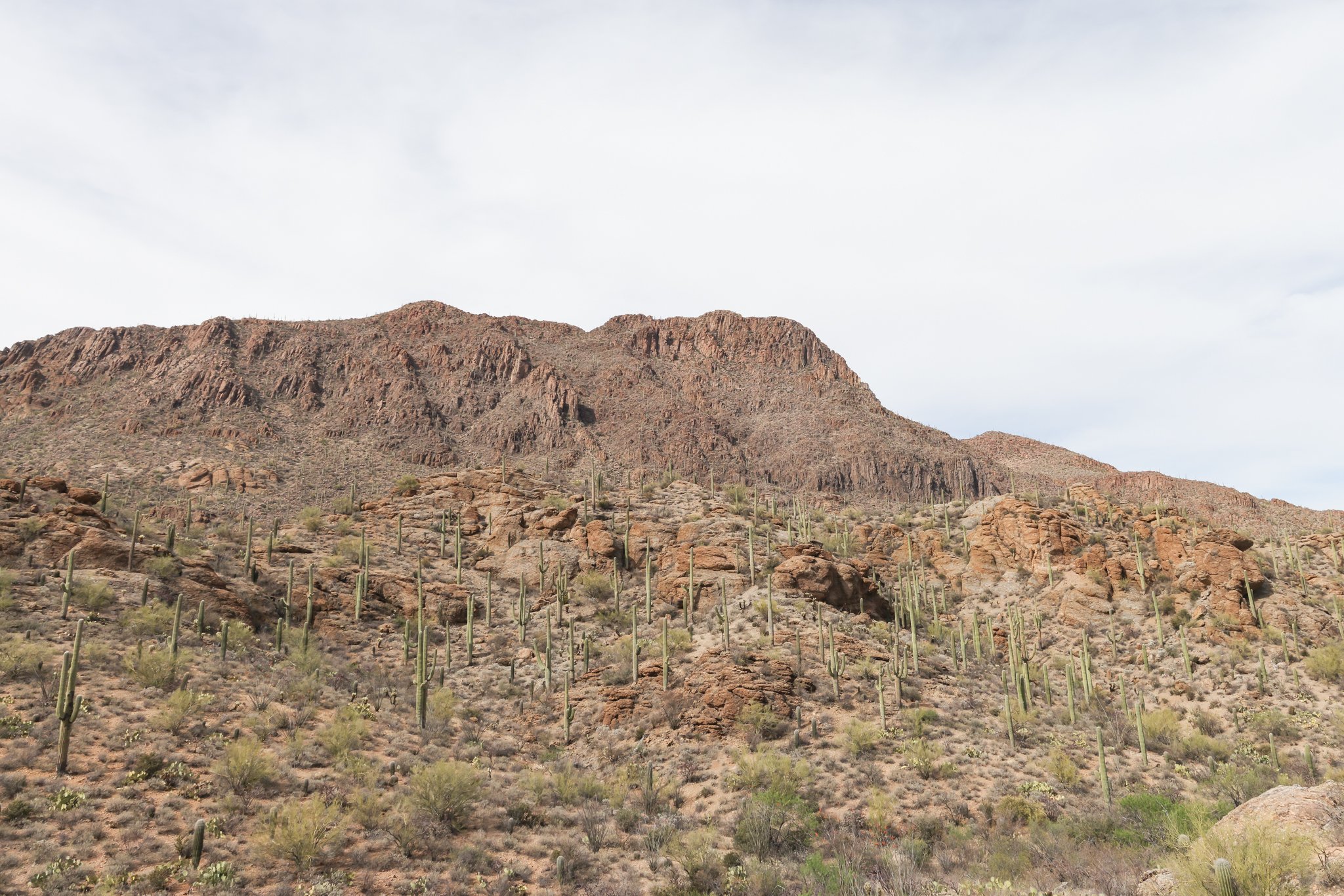 Overlook-Sonoran-Desert.jpg