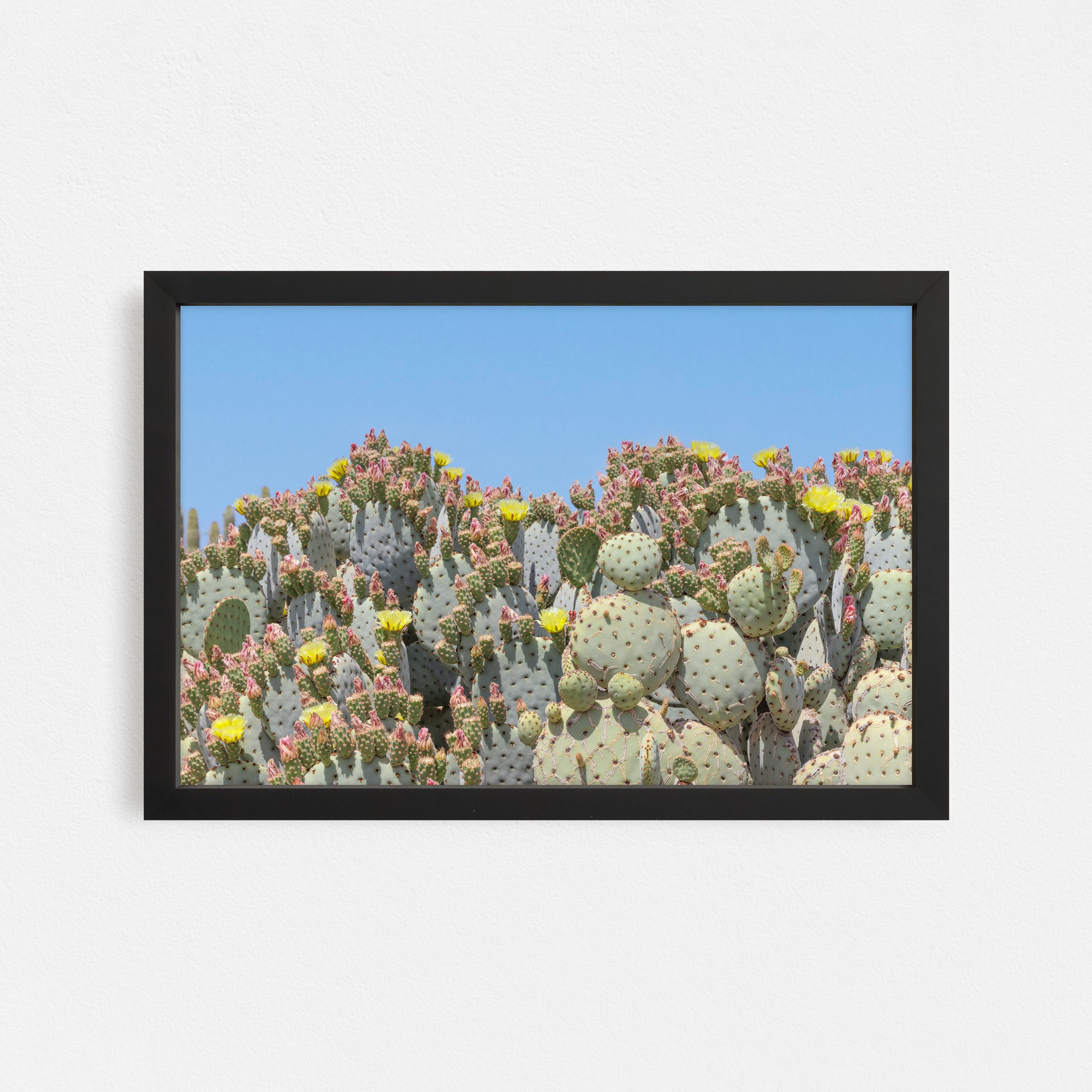 Pink-and-Yellow-Blooms-Sonoran-Desert-Frame-Black-Taylor-Roberts-Photography-Print-Shop-Wall-Art.jpg