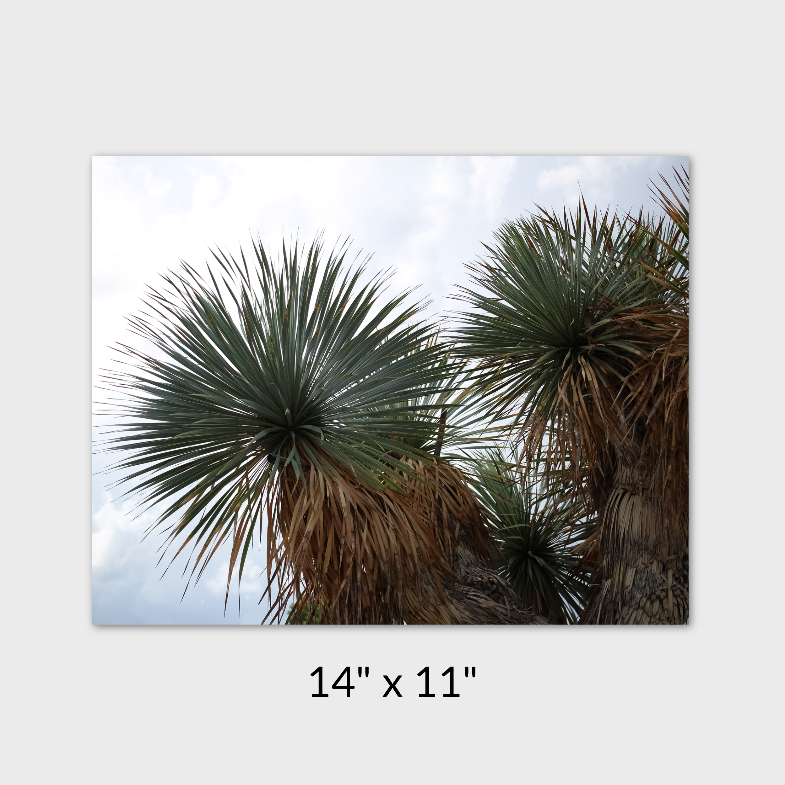 Stand-Tall-Taylor-Roberts-Photography-Print-Shop-Wall-Art (1).png