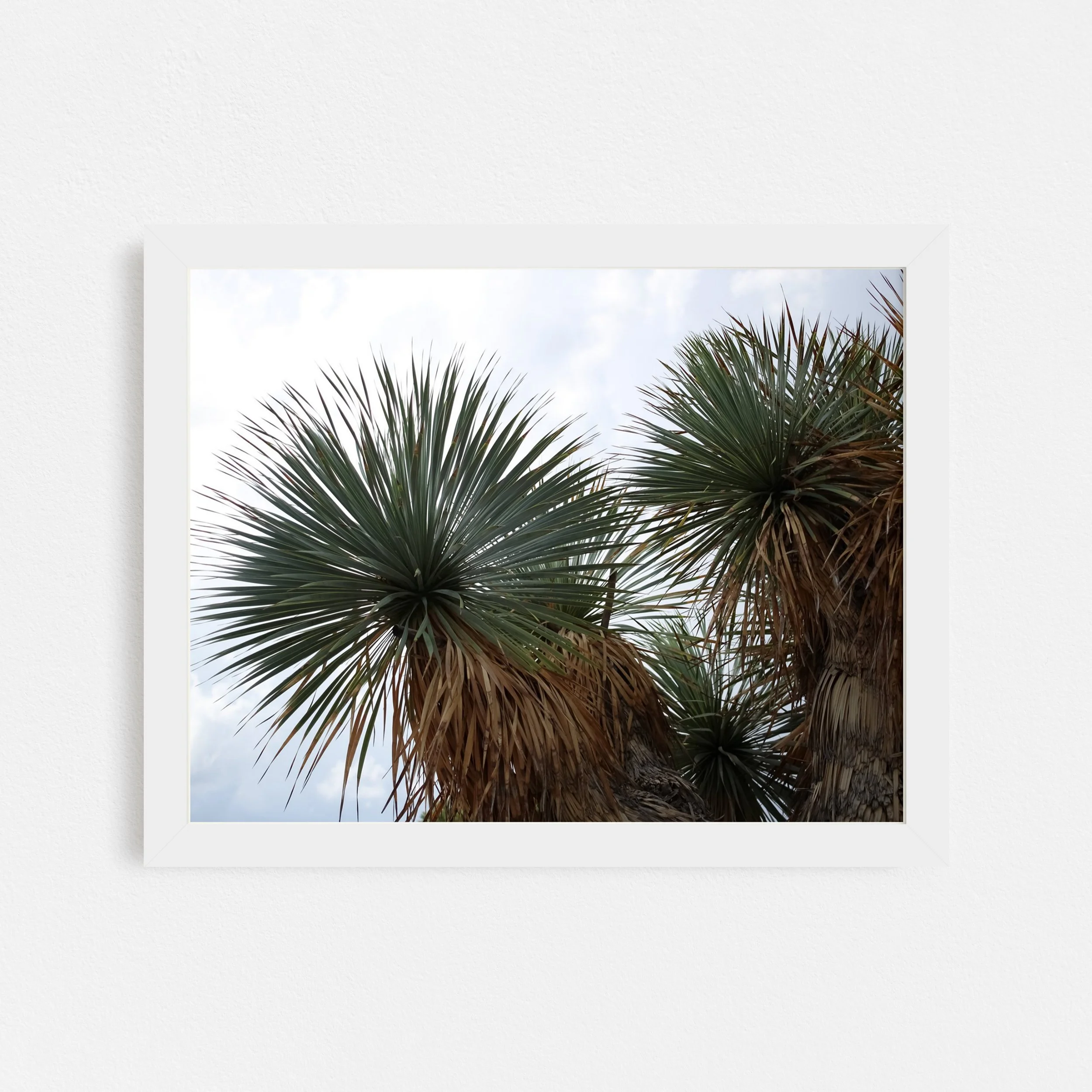 Stand-Tall-Framed-Yucca-Fine-Art-Taylor-Roberts-Photography.jpg