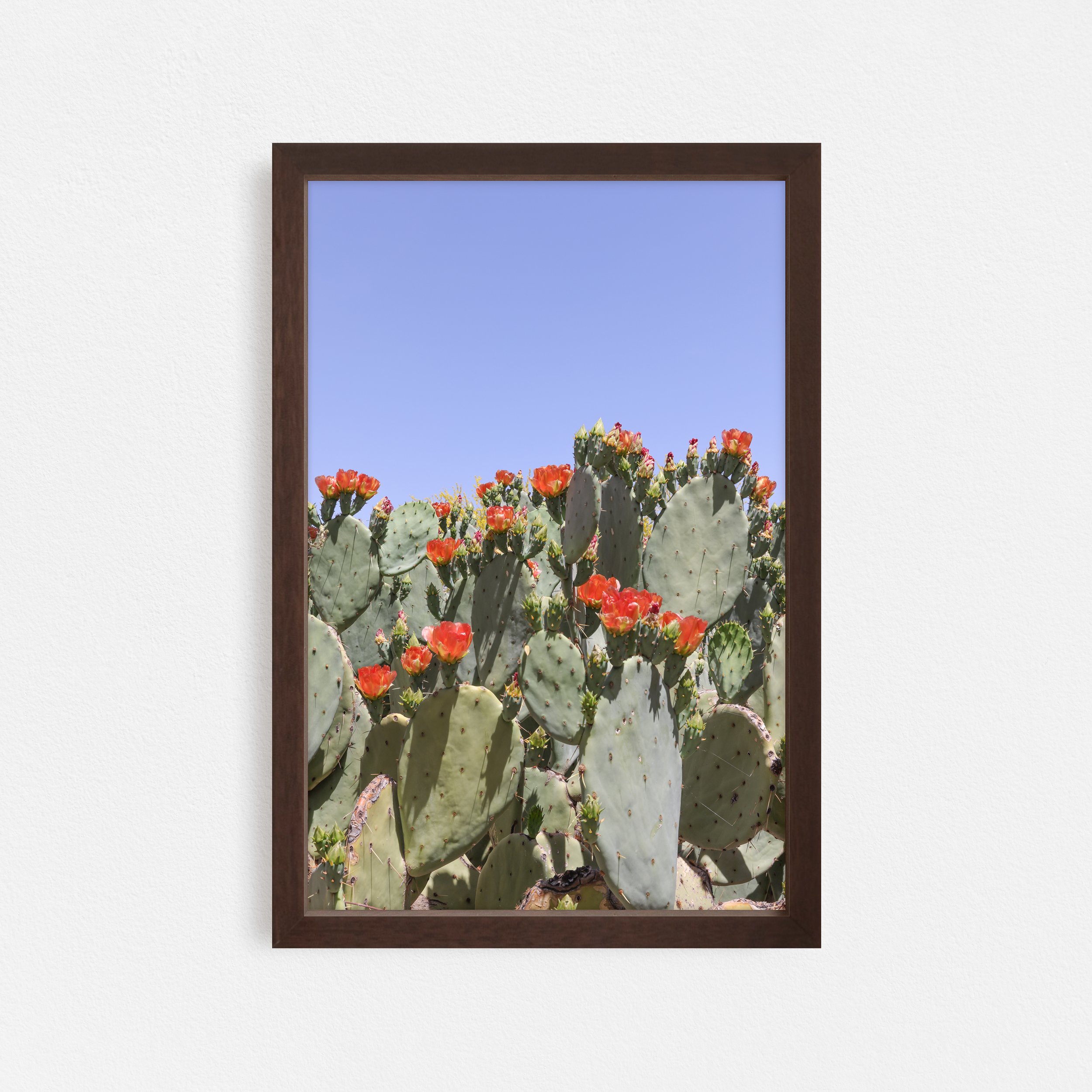 Orange-Blooms-Sonoran-Desert-Frame-Walnut-Taylor-Roberts-Photography-Print-Shop-Wall-Art.jpg