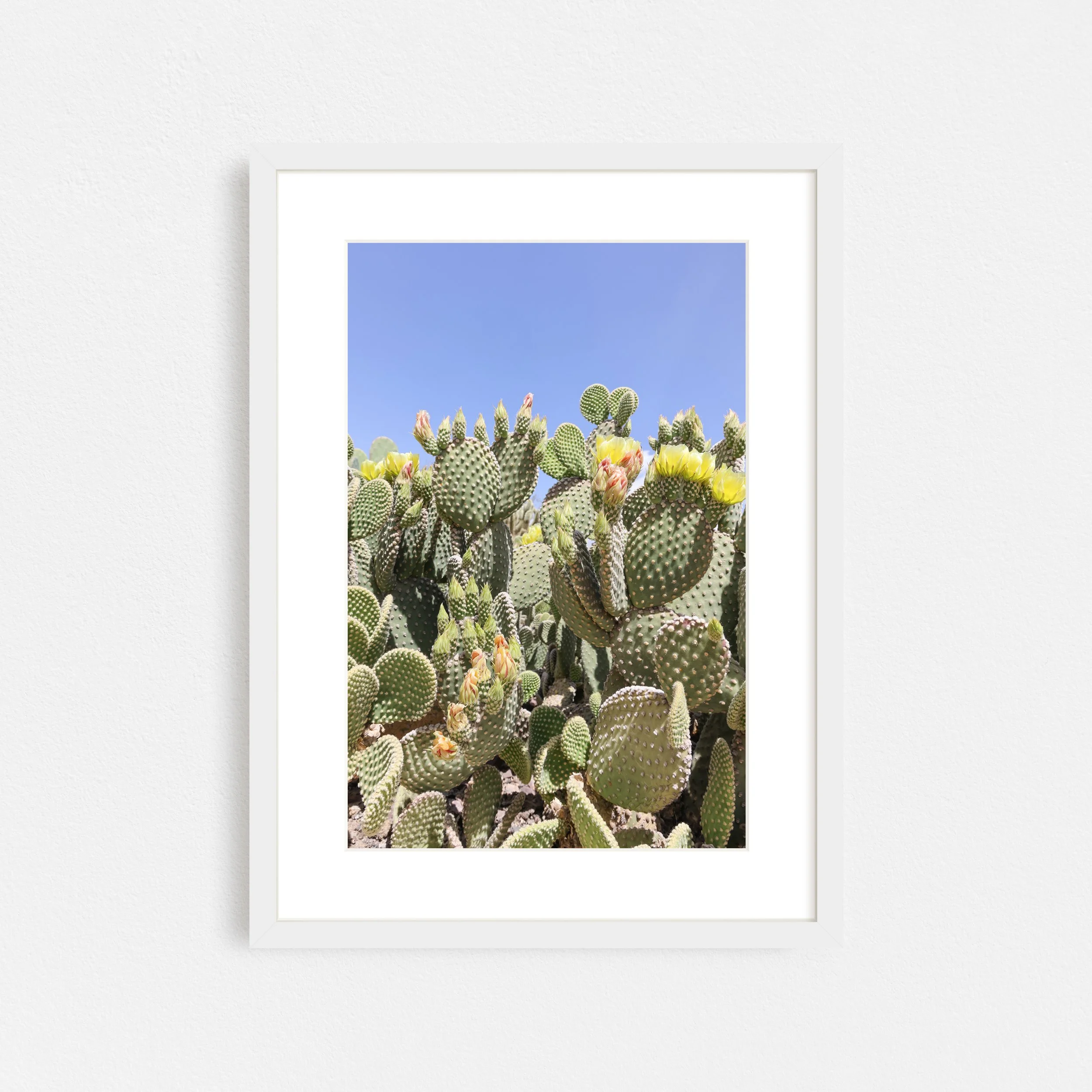 Yellow-Blooms-Sonoran-Desert-Frame-White-Matted-Taylor-Roberts-Photography-Print-Shop-Wall-Art.jpg