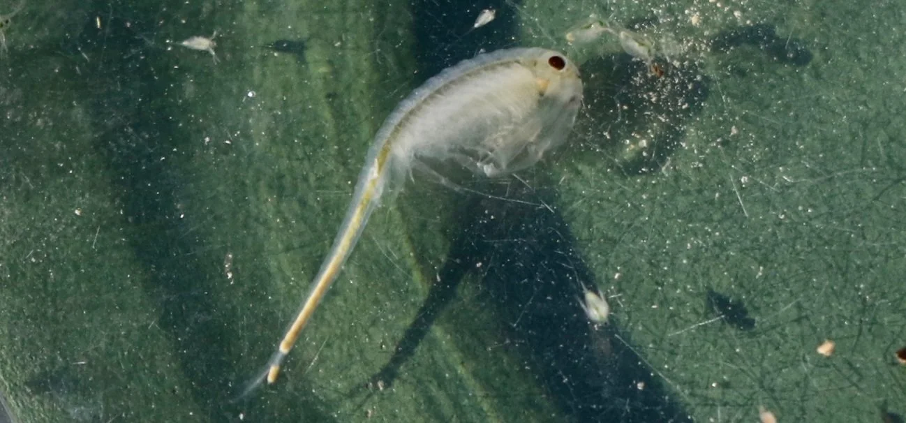 In the Land of Fairy Shrimp