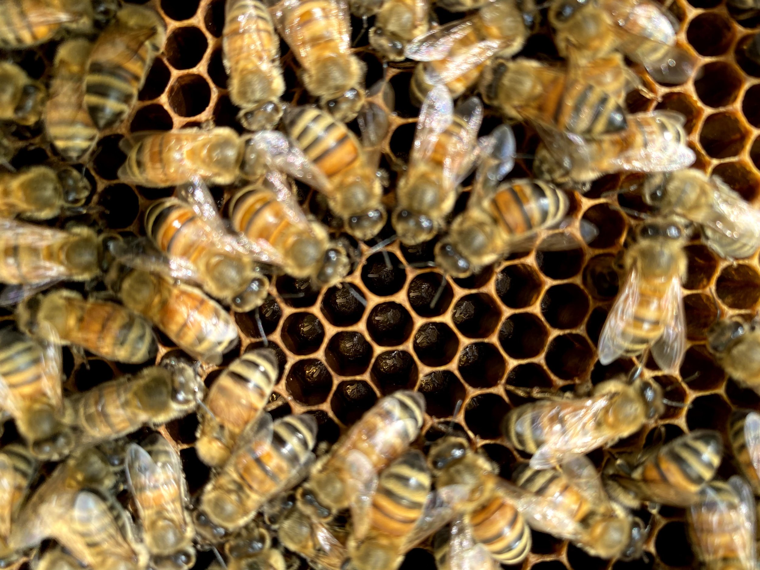 A (Brief) History of Early Beekeeping