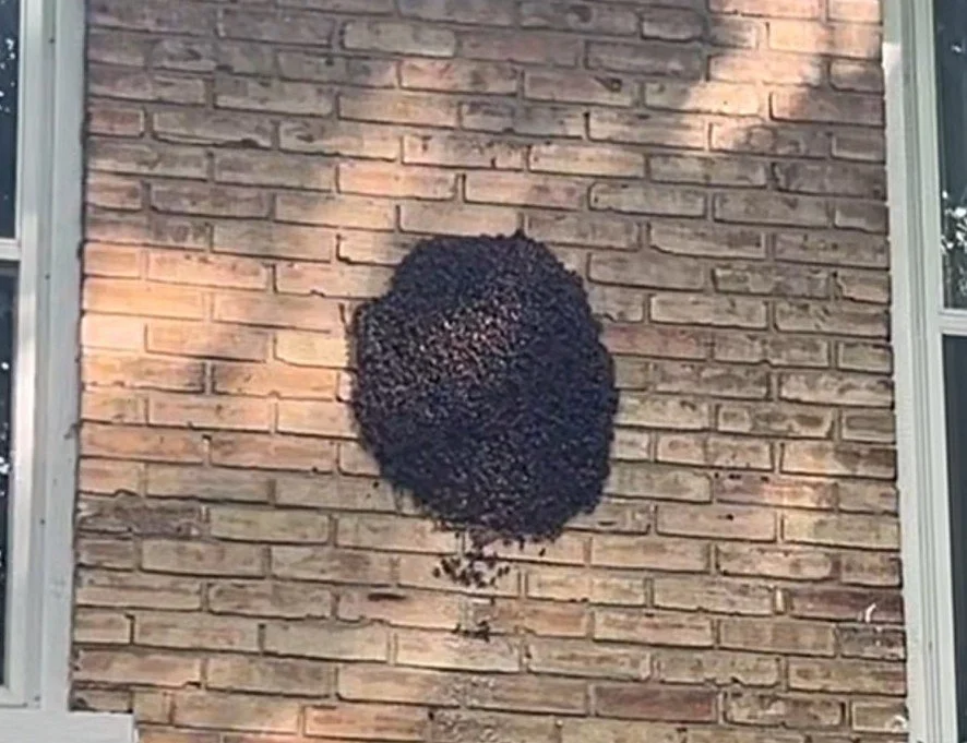 Swarm Season