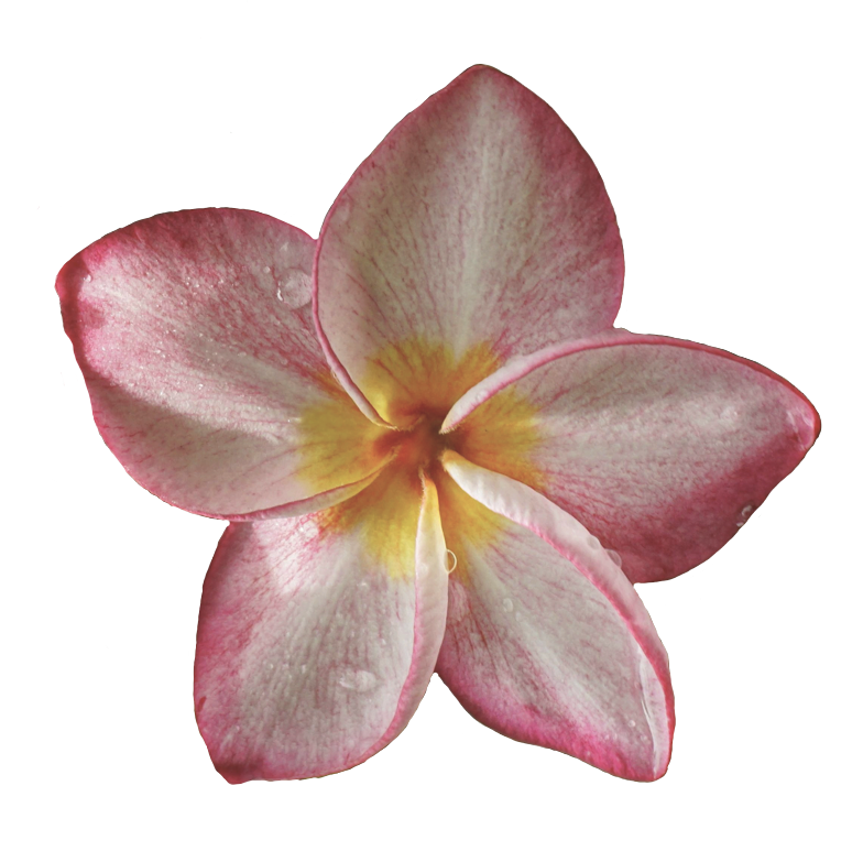 A close-up of a pink and white plumeria flower with yellow center petals and water droplets.