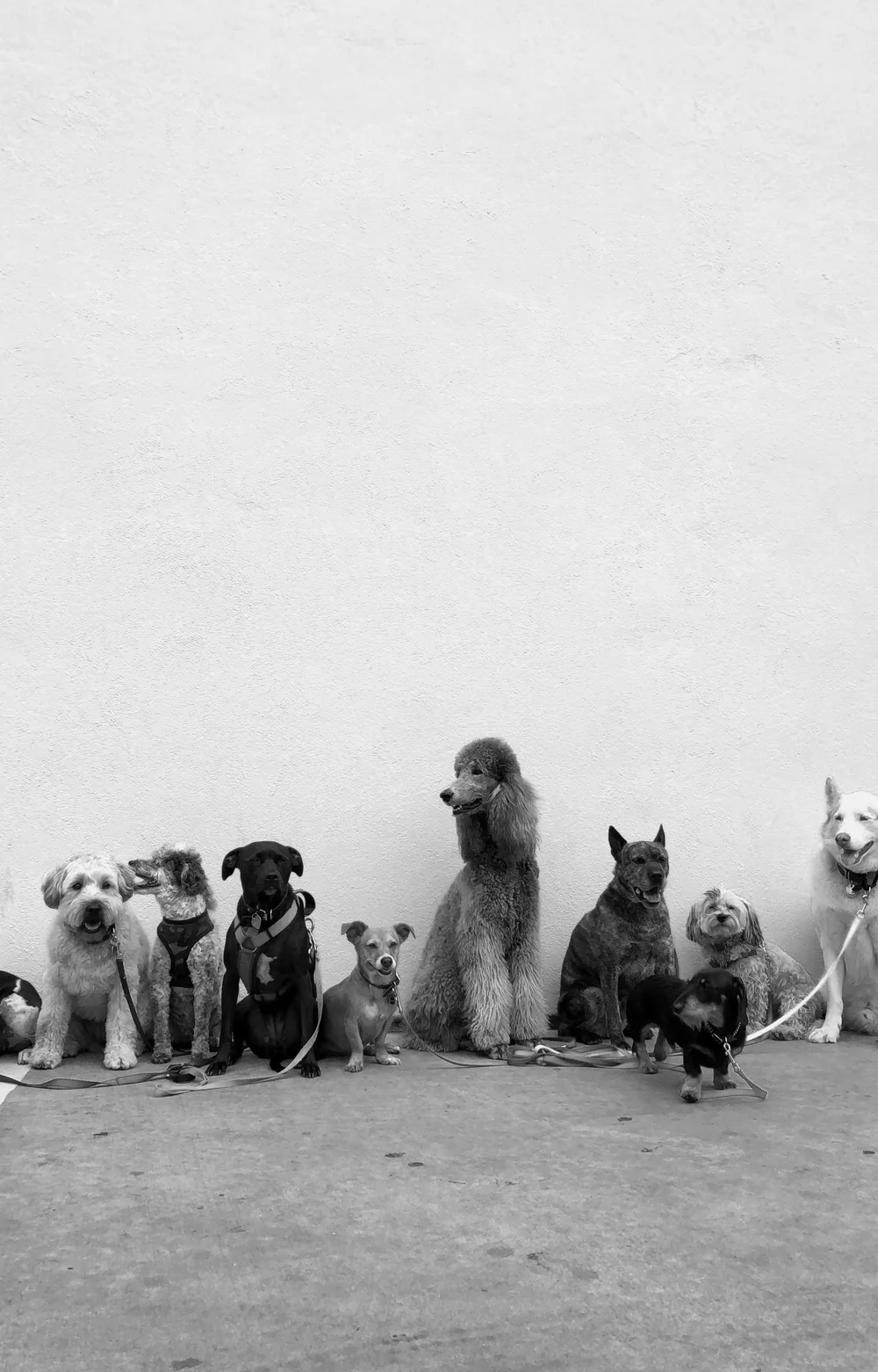 Dog Groomers Brighton & Hove