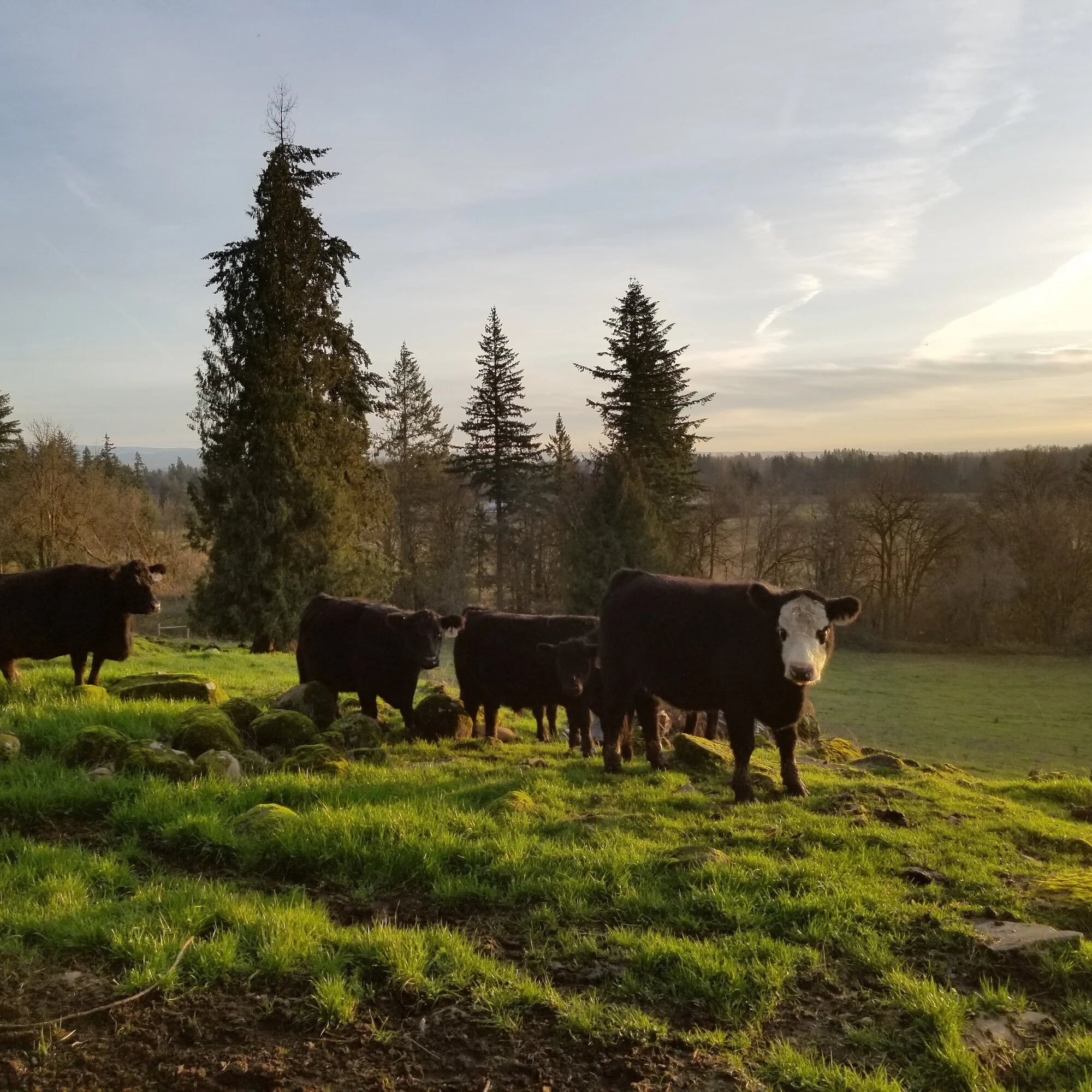 Ram Ridge Farm Ramage Farms | Oregon Grass Fed Beef