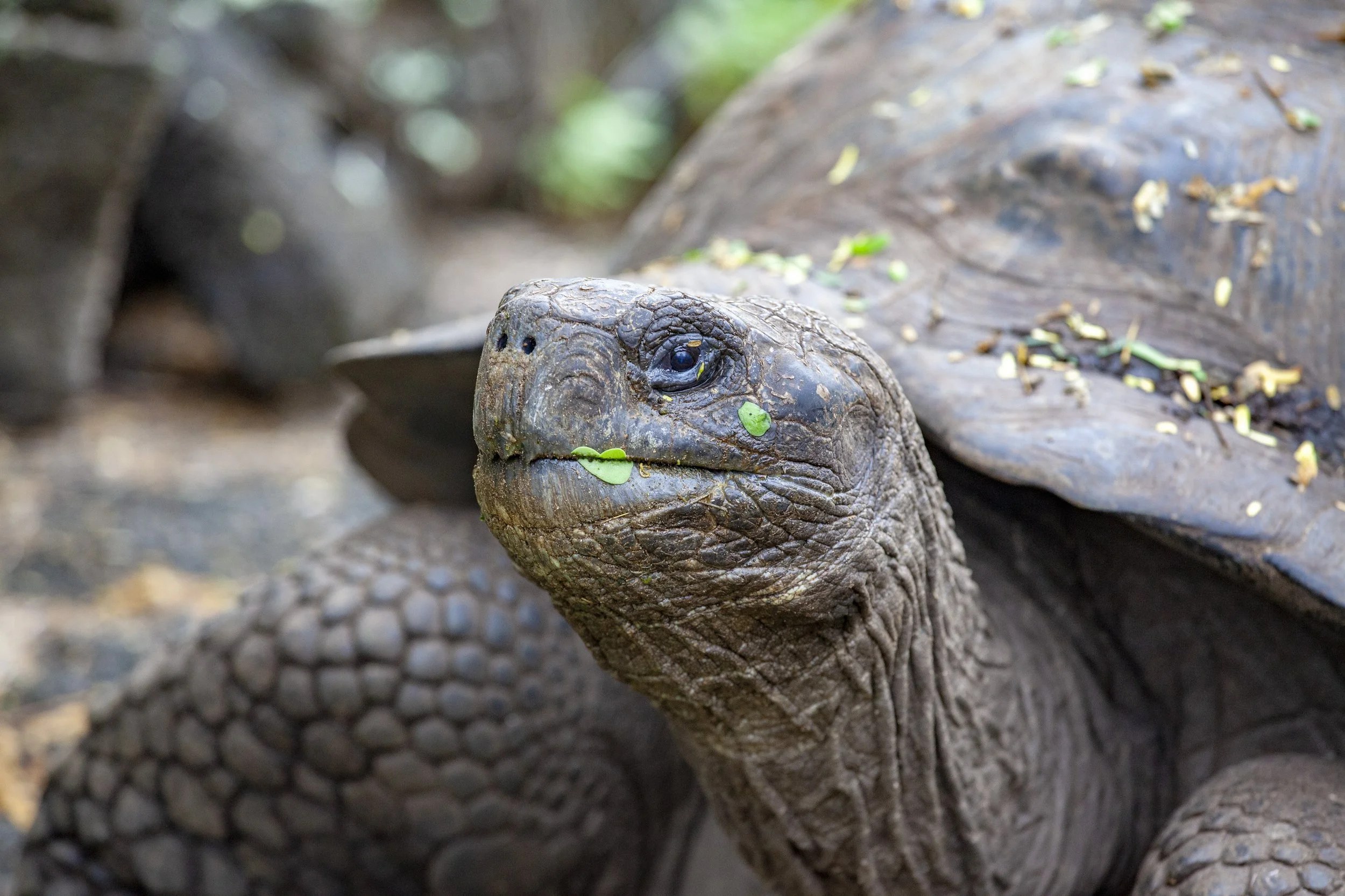 Galapagos