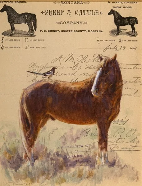 MONTANA SHEEP AND CATTLE