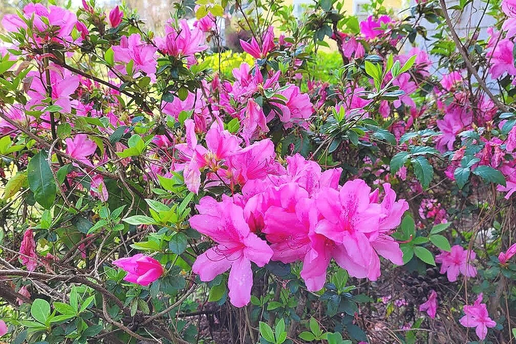 Azalea