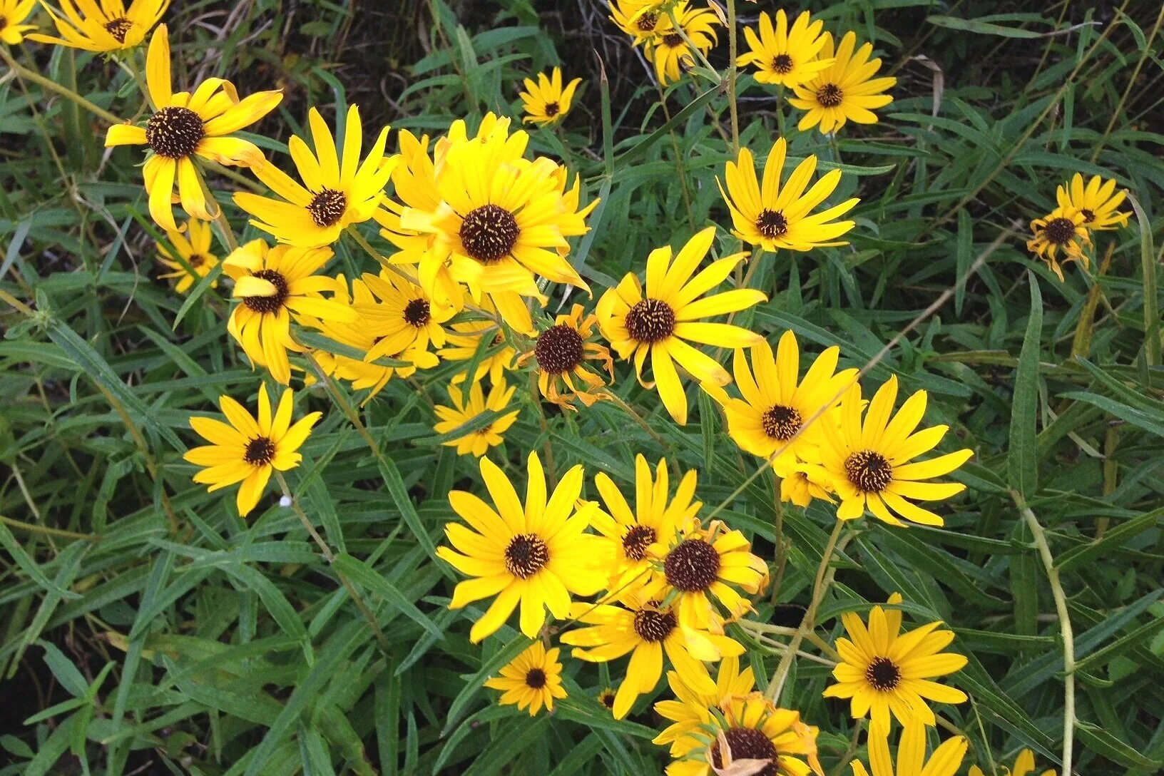 Narrowleaf Sunflower