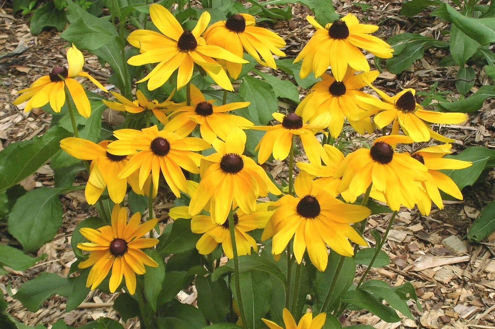 Black-Eyed Susan