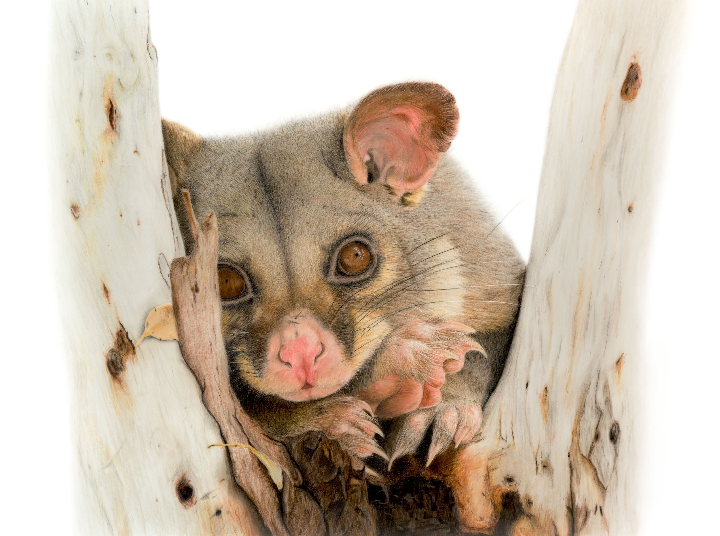 Brushtail Possum.jpg