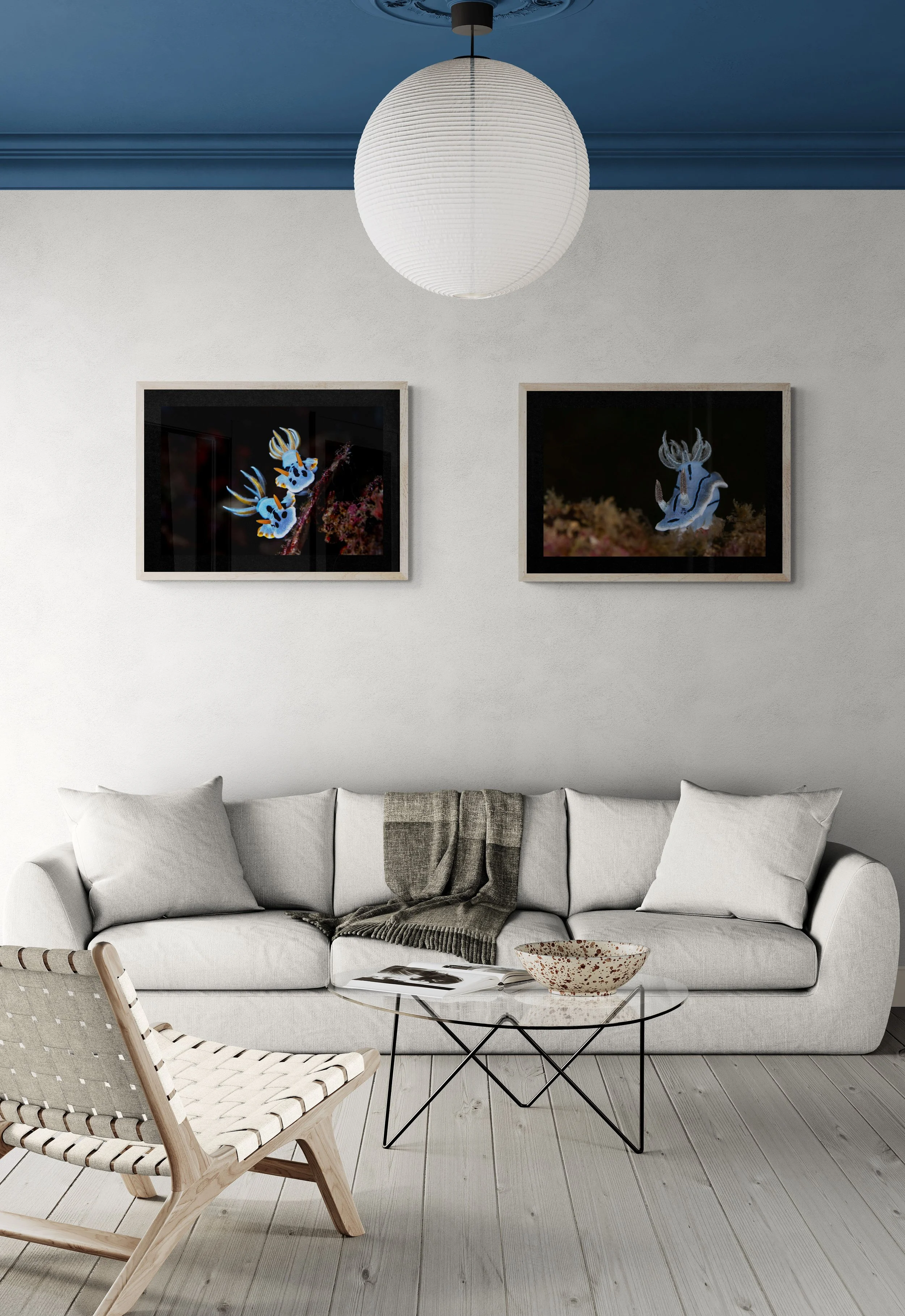 nudibranchs x2.jpg