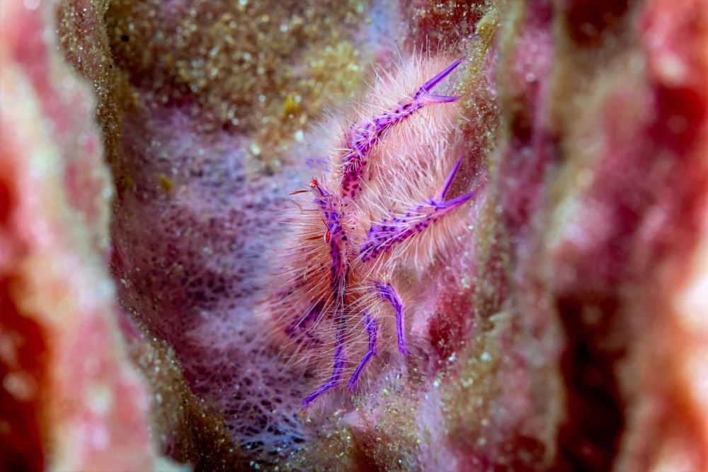 Hairy Squat Lobster.jpg