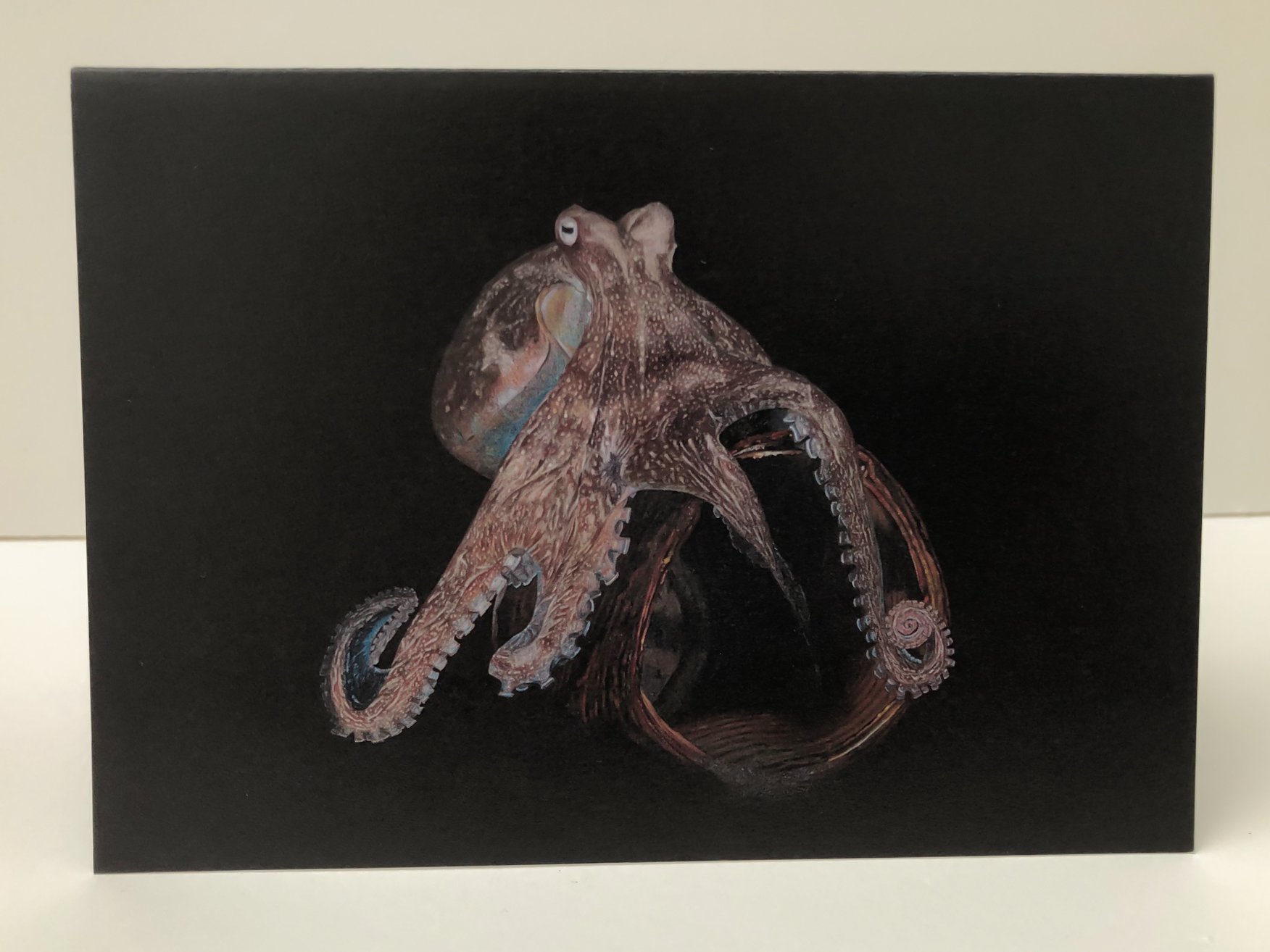 Octopus-2.jpg