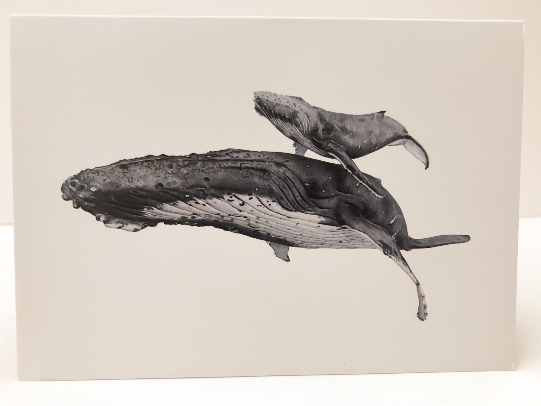 whales (2)-2.jpg