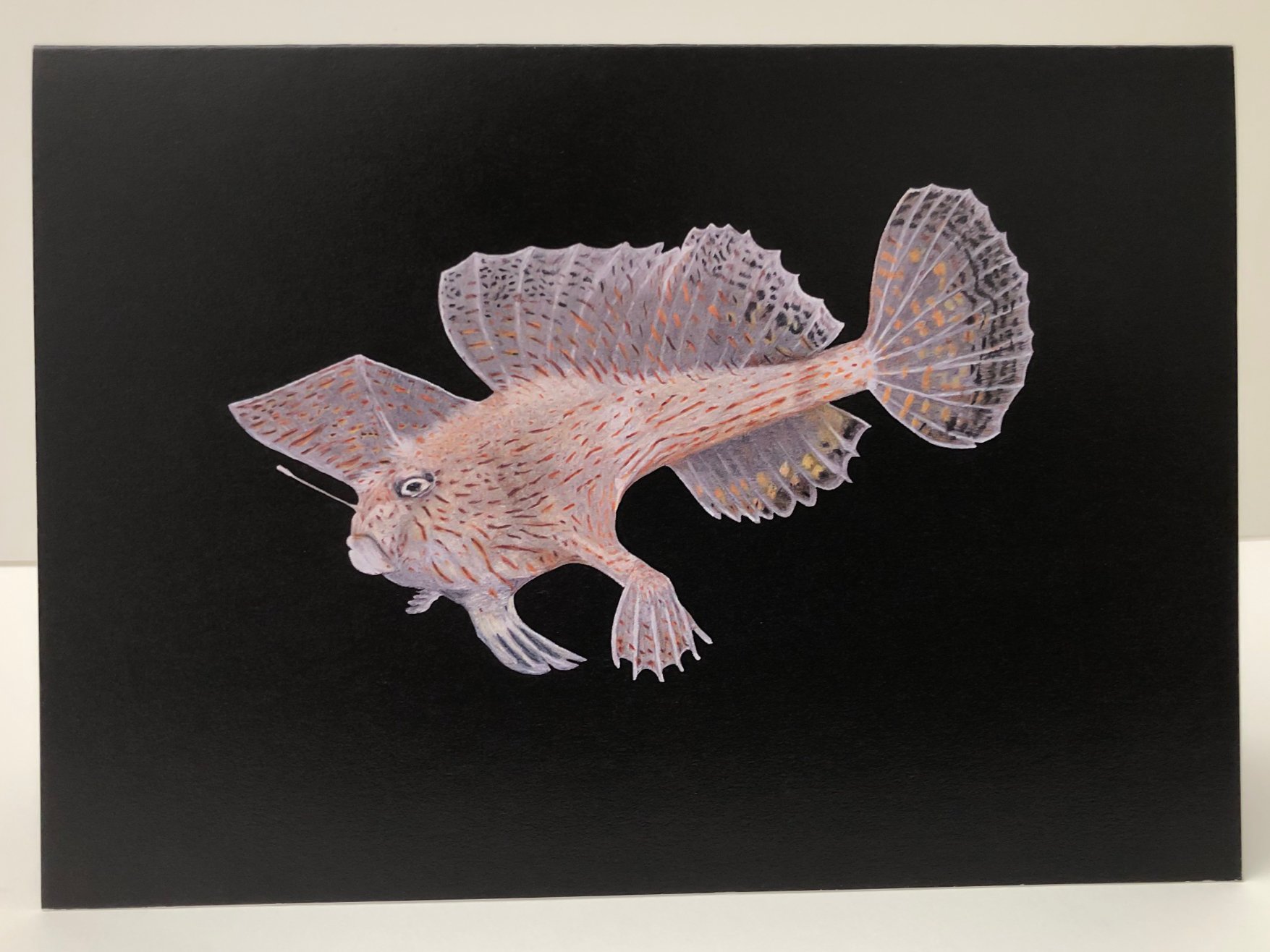 Handfish (2)-2.jpg