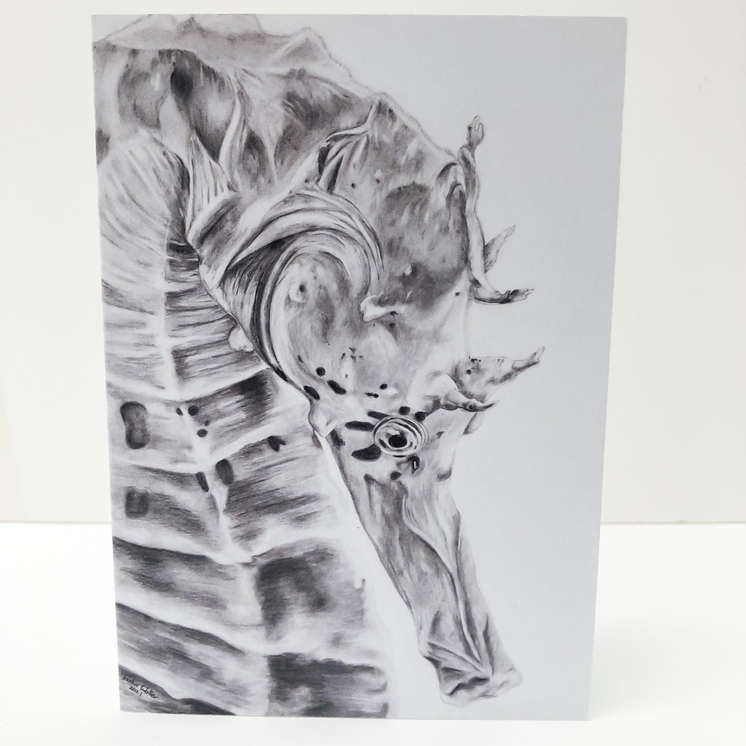 seahorse-2.jpg