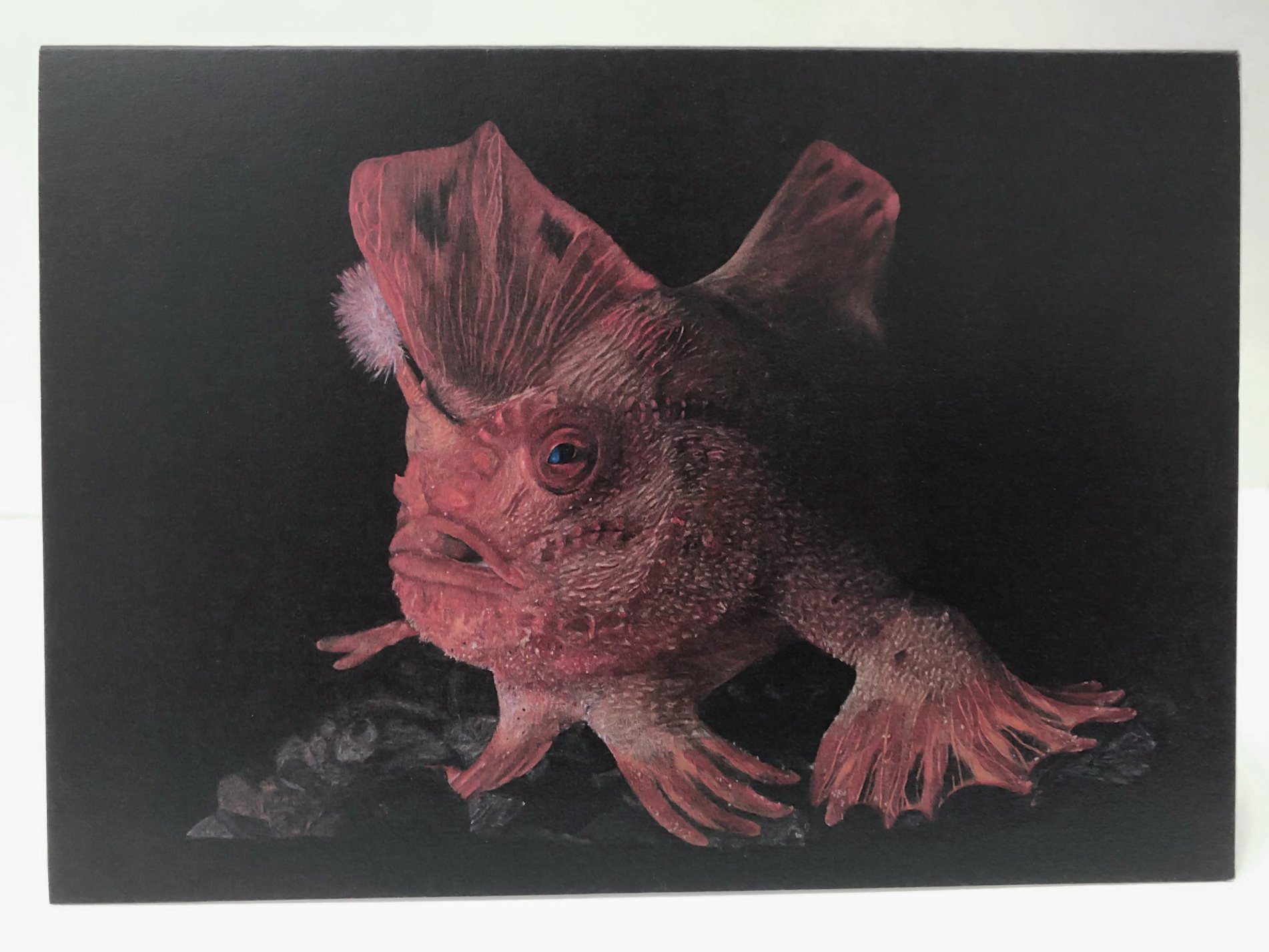 red handfish-2.jpg