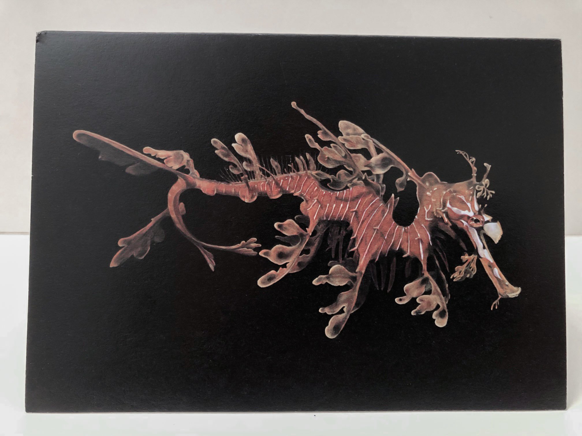 leafy seadragon-2.jpg