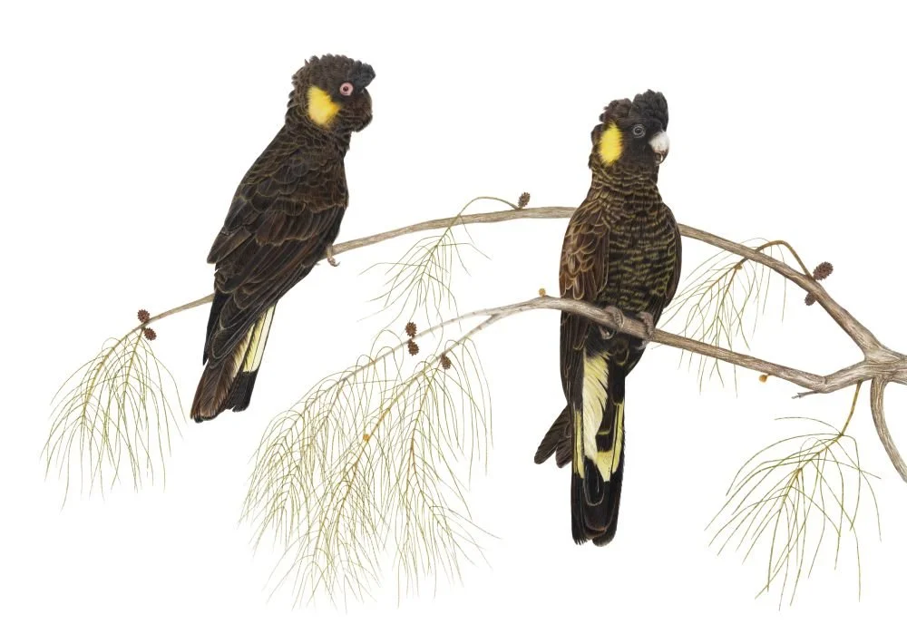 Black Cockatoos_Compressed.jpg